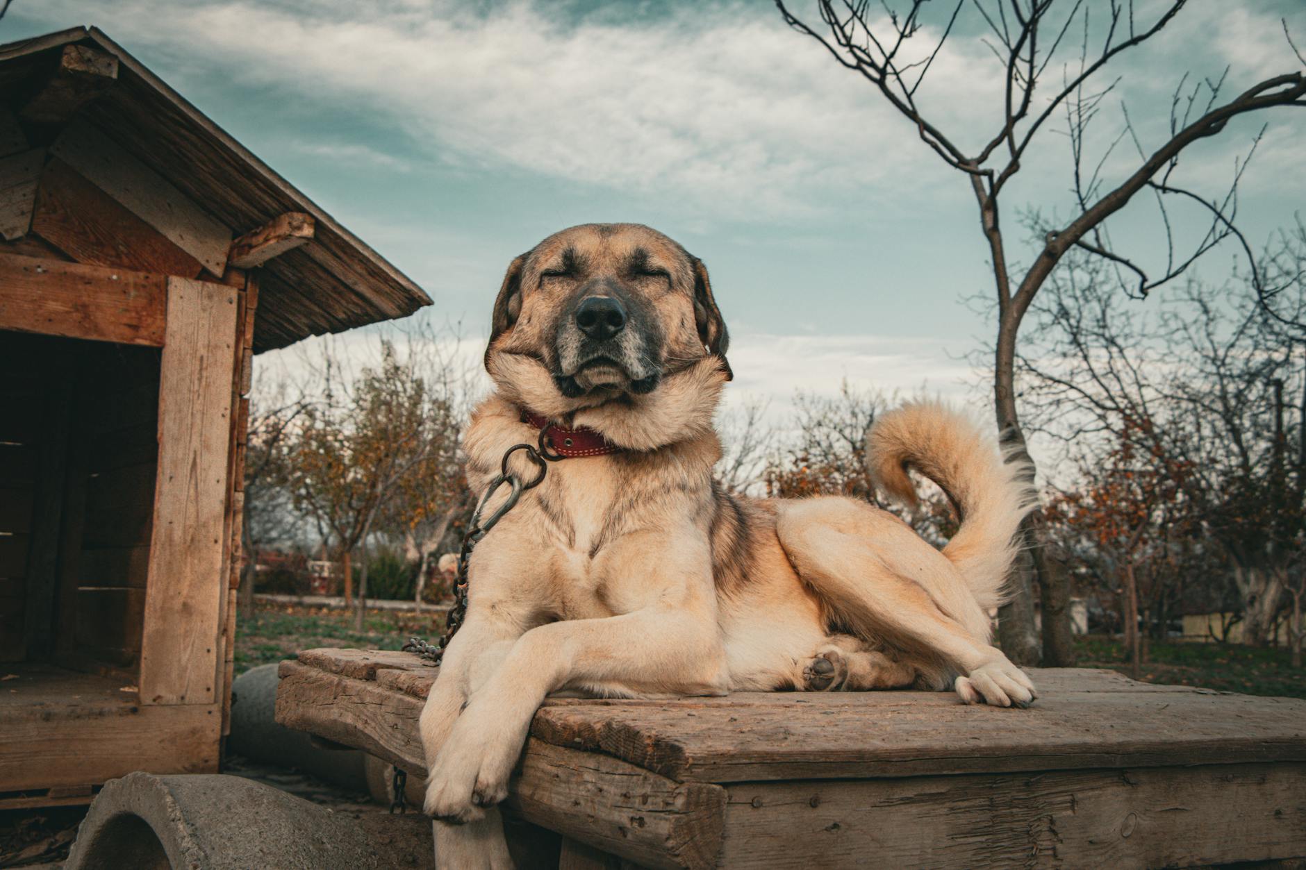 Köpekte Hipotiroidi: Kilo Alımı ve Metabolizma