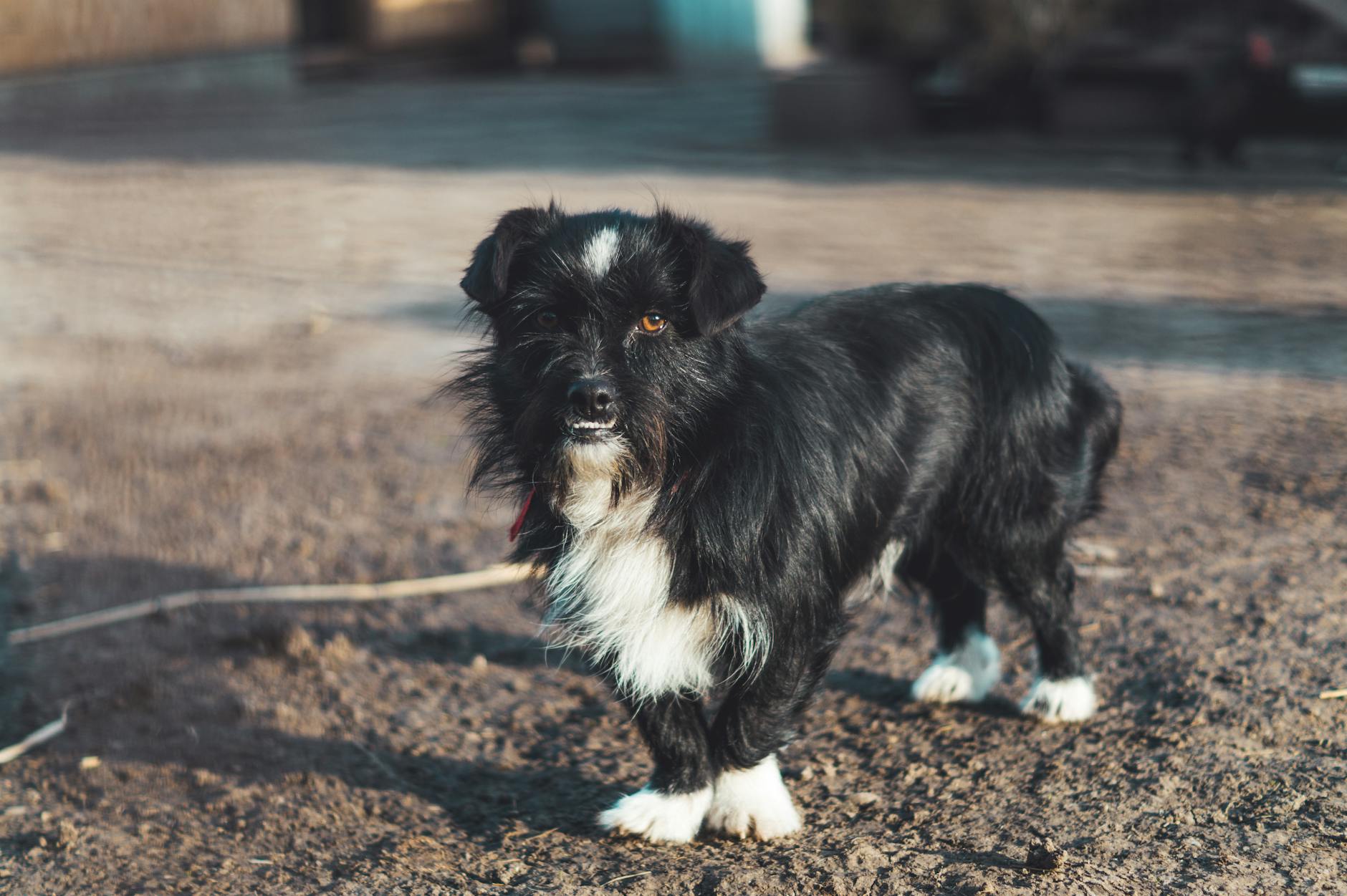 Köpekte Hipotiroidi: Kilo Alımı ve Metabolizma