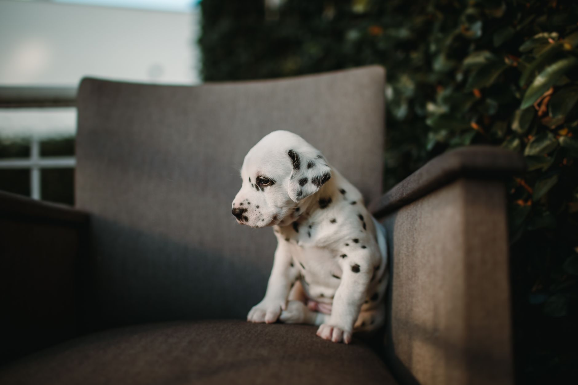 Köpekte İnsan Gıdası Kalitesinde Mama Nedir