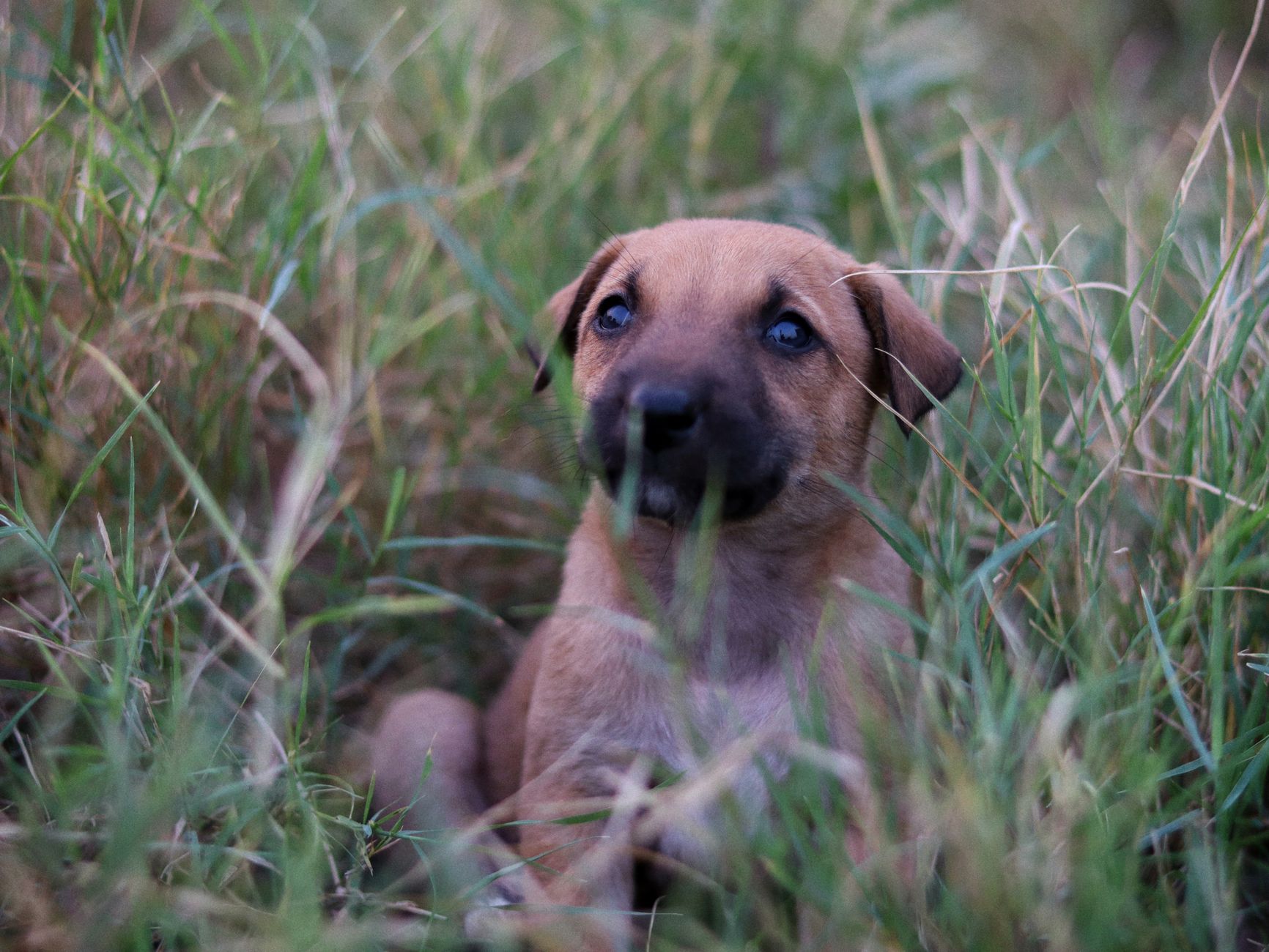 Köpekte İnsan Gıdası Kalitesinde Mama Nedir