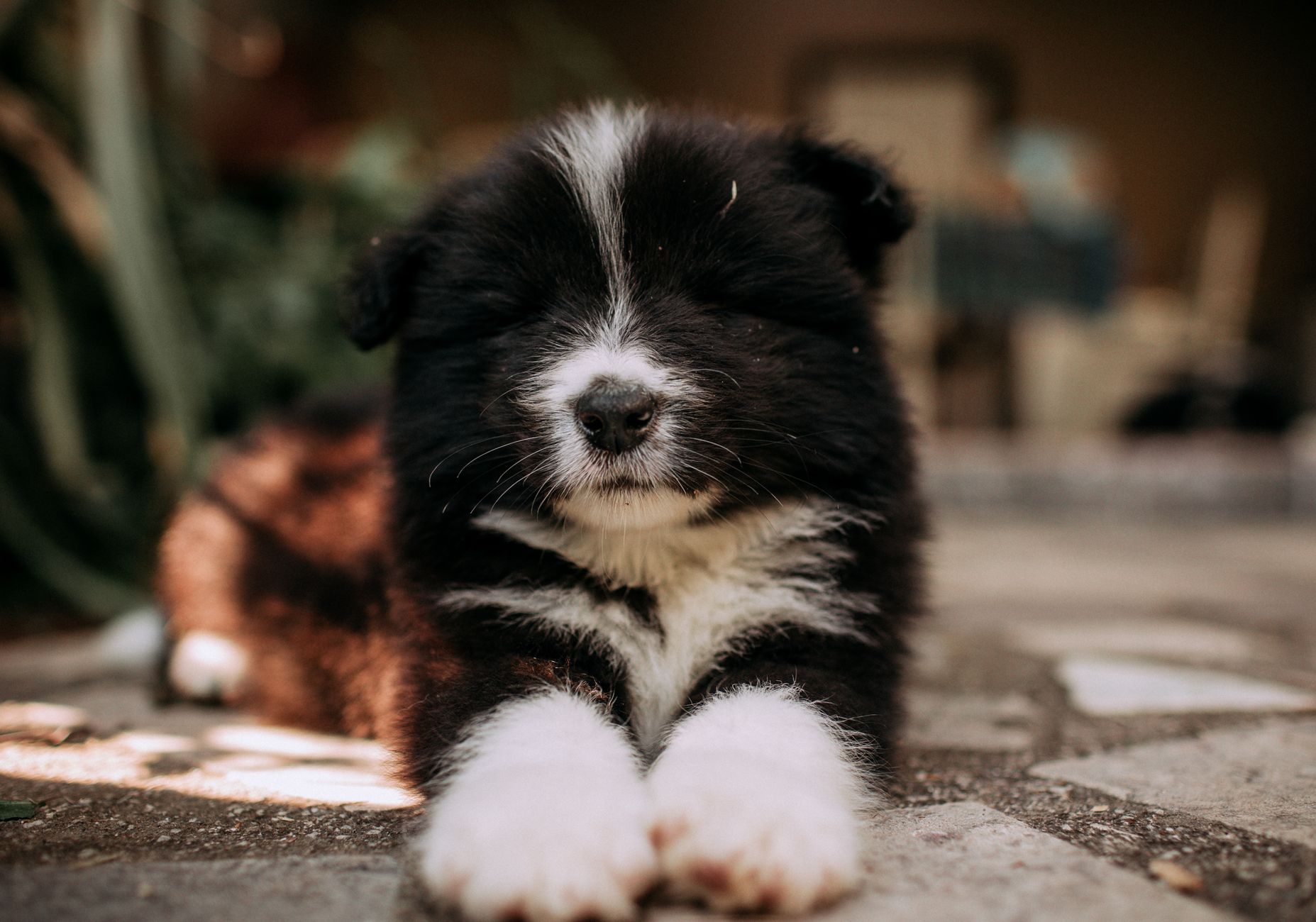 Köpekte İnsan Gıdası Kalitesinde Mama Nedir
