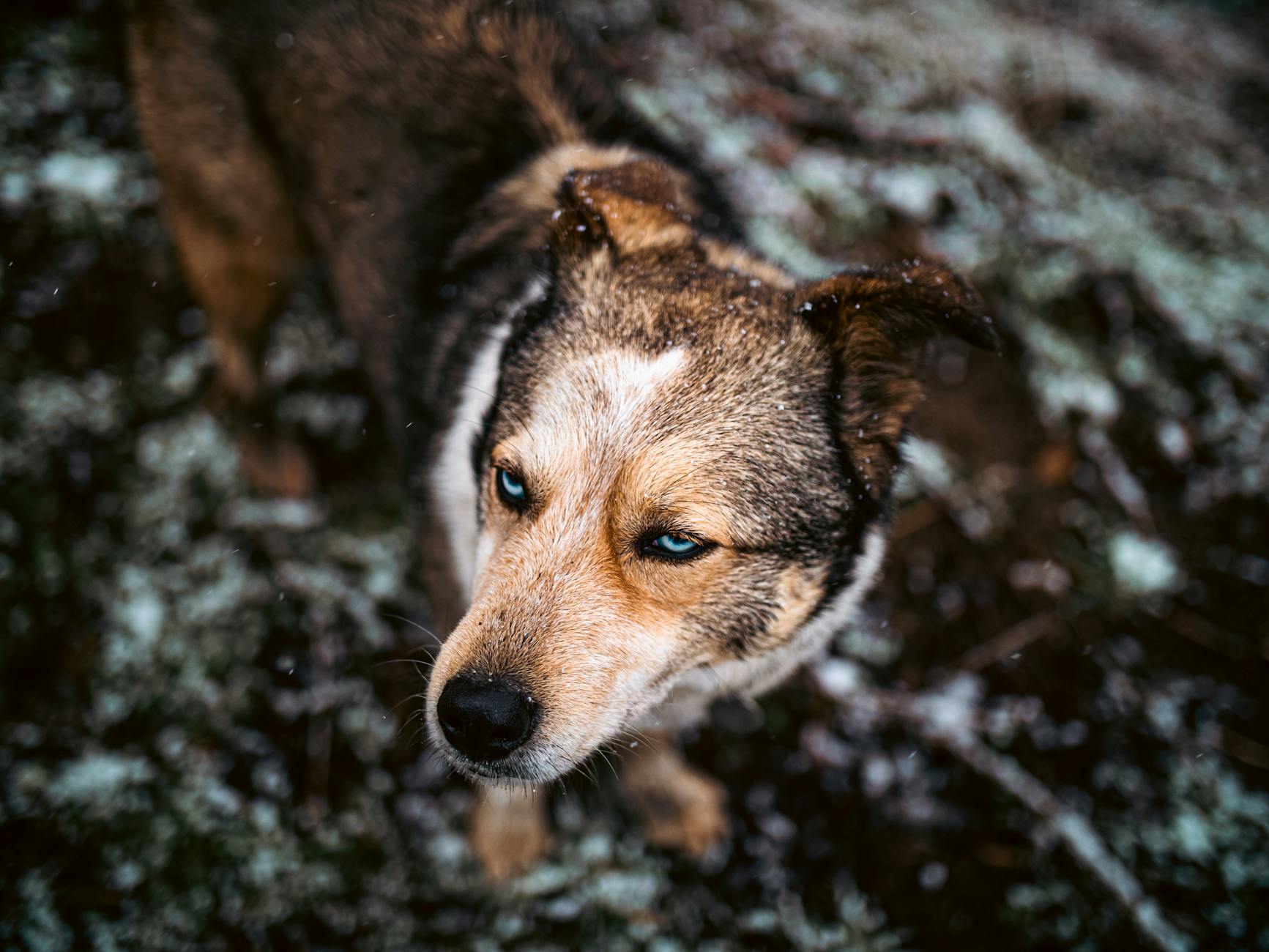 Köpekte İleri Yaş Sağlığı: Eklem, Bilişsel Gerileme ve Kas Kaybı