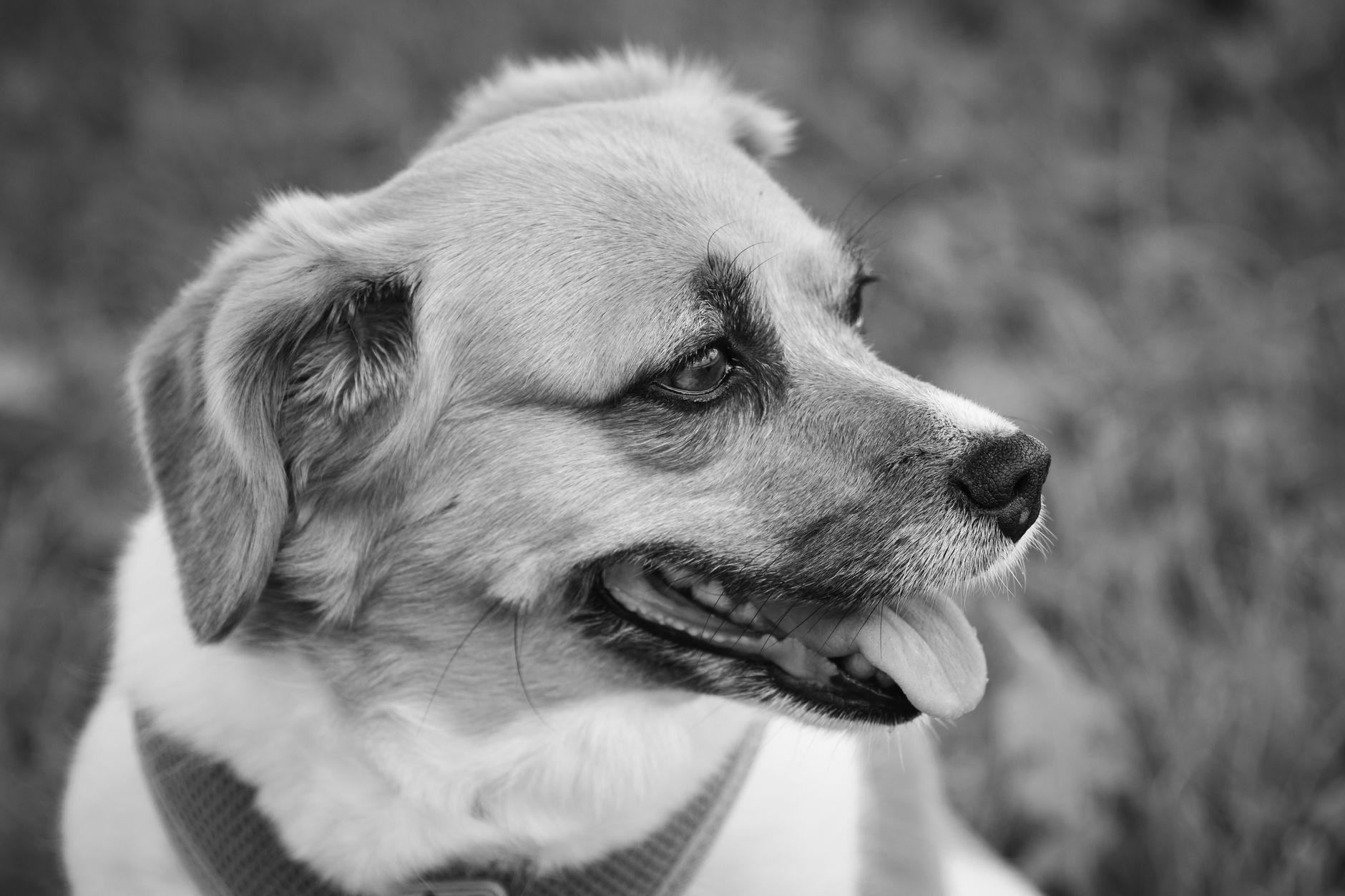 Köpekte İleri Yaş Sağlığı: Eklem, Bilişsel Gerileme ve Kas Kaybı