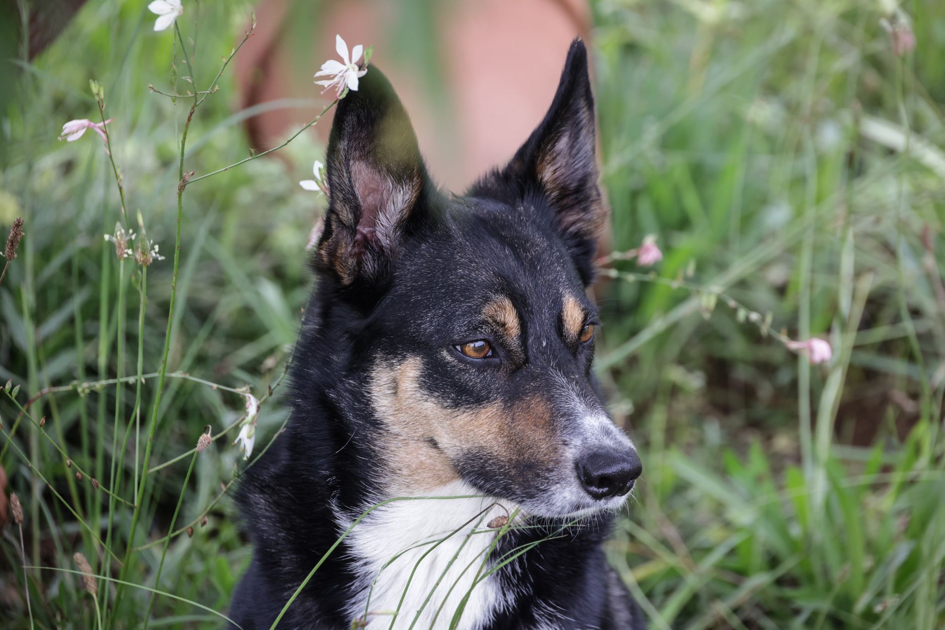 Köpekte İleri Yaş Sağlığı: Eklem, Bilişsel Gerileme ve Kas Kaybı