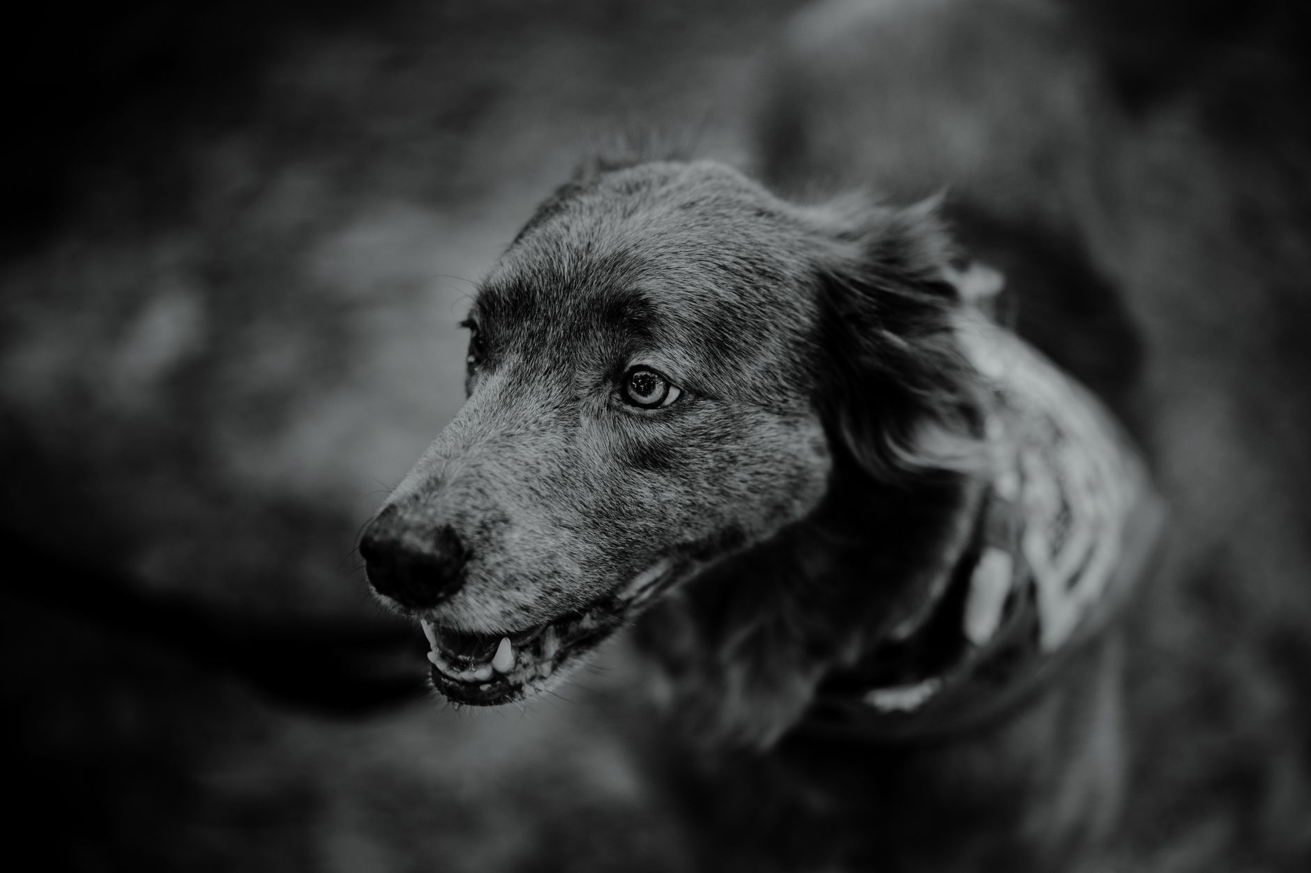 Köpekte Kalça Displazisi: Belirti, Tanı ve Önleme