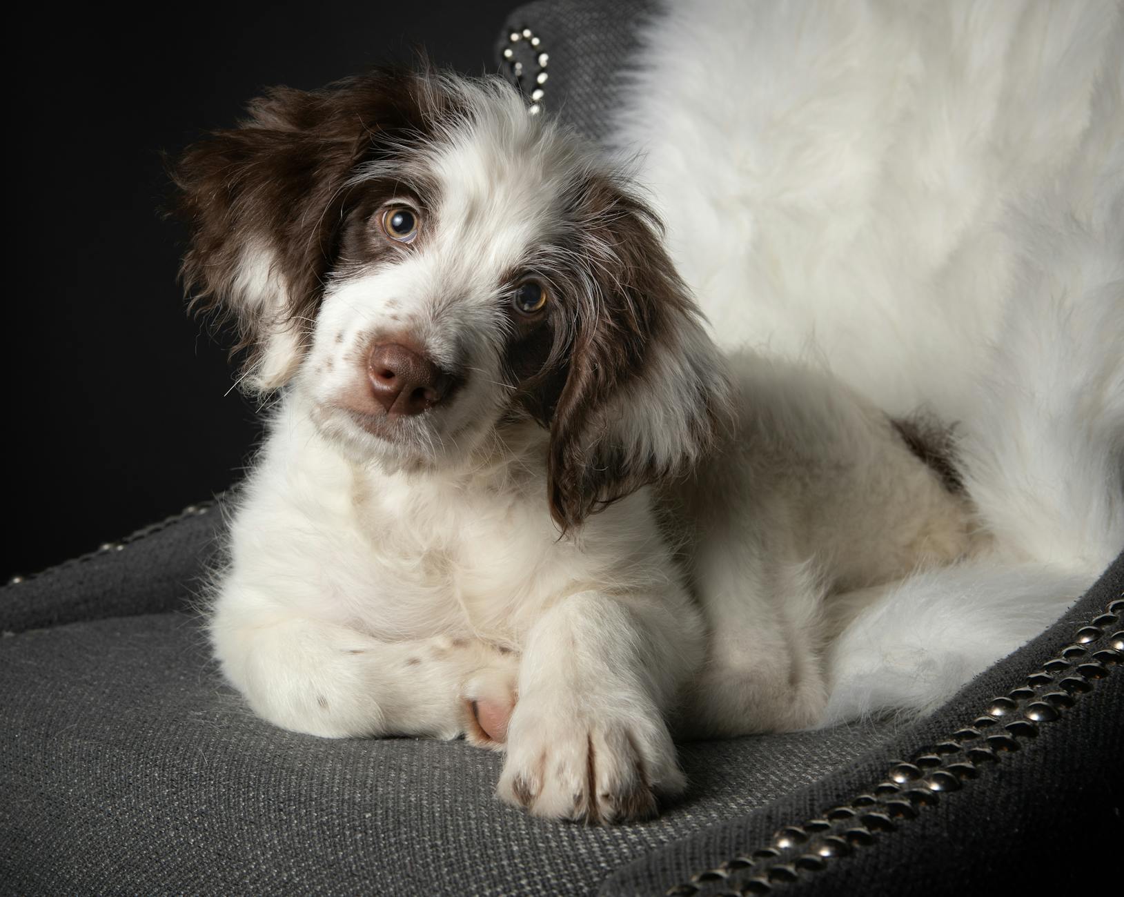 Köpekte Kalça Displazisi: Belirti, Tanı ve Önleme