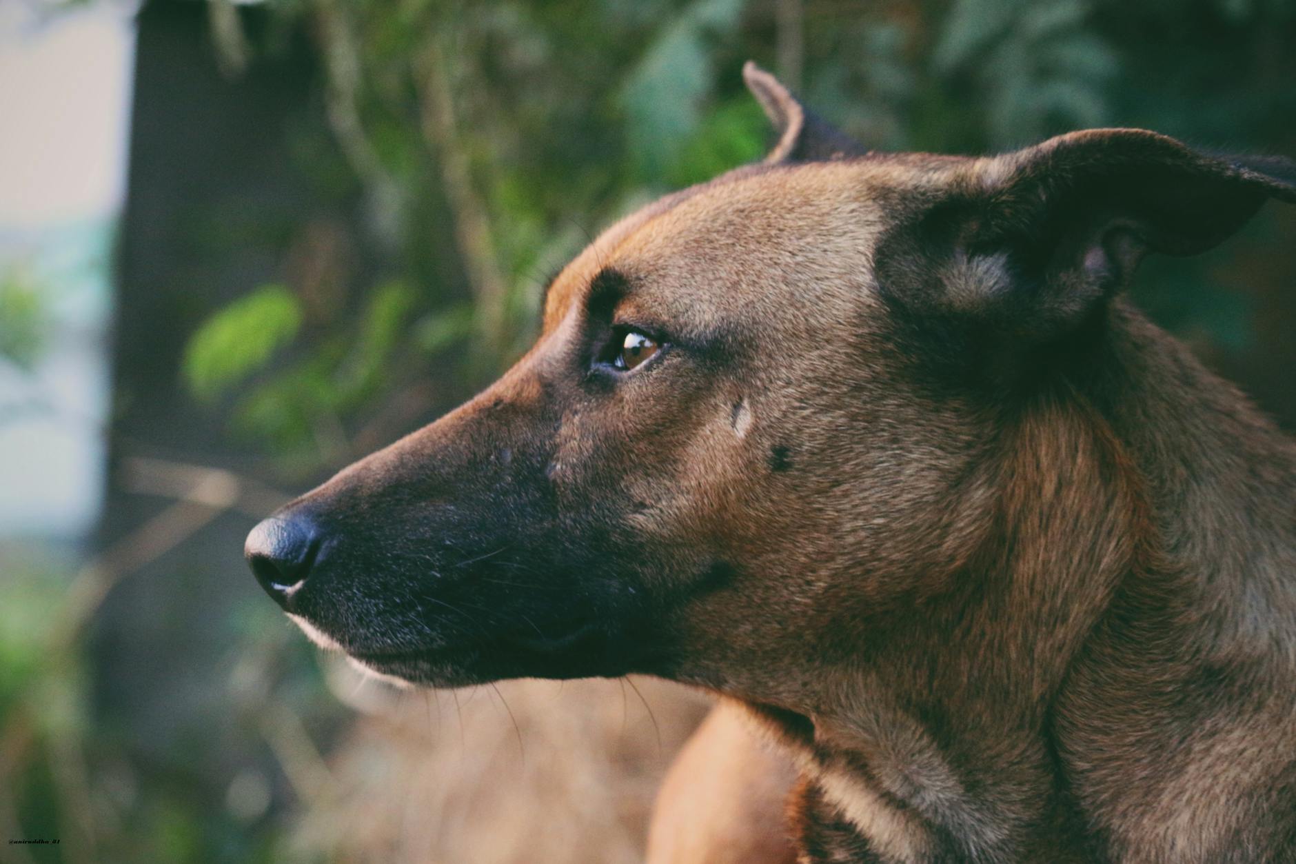 Köpek Irklarında Kalıtsal Hastalık Riski: Genetik Tarama ve Önleme
