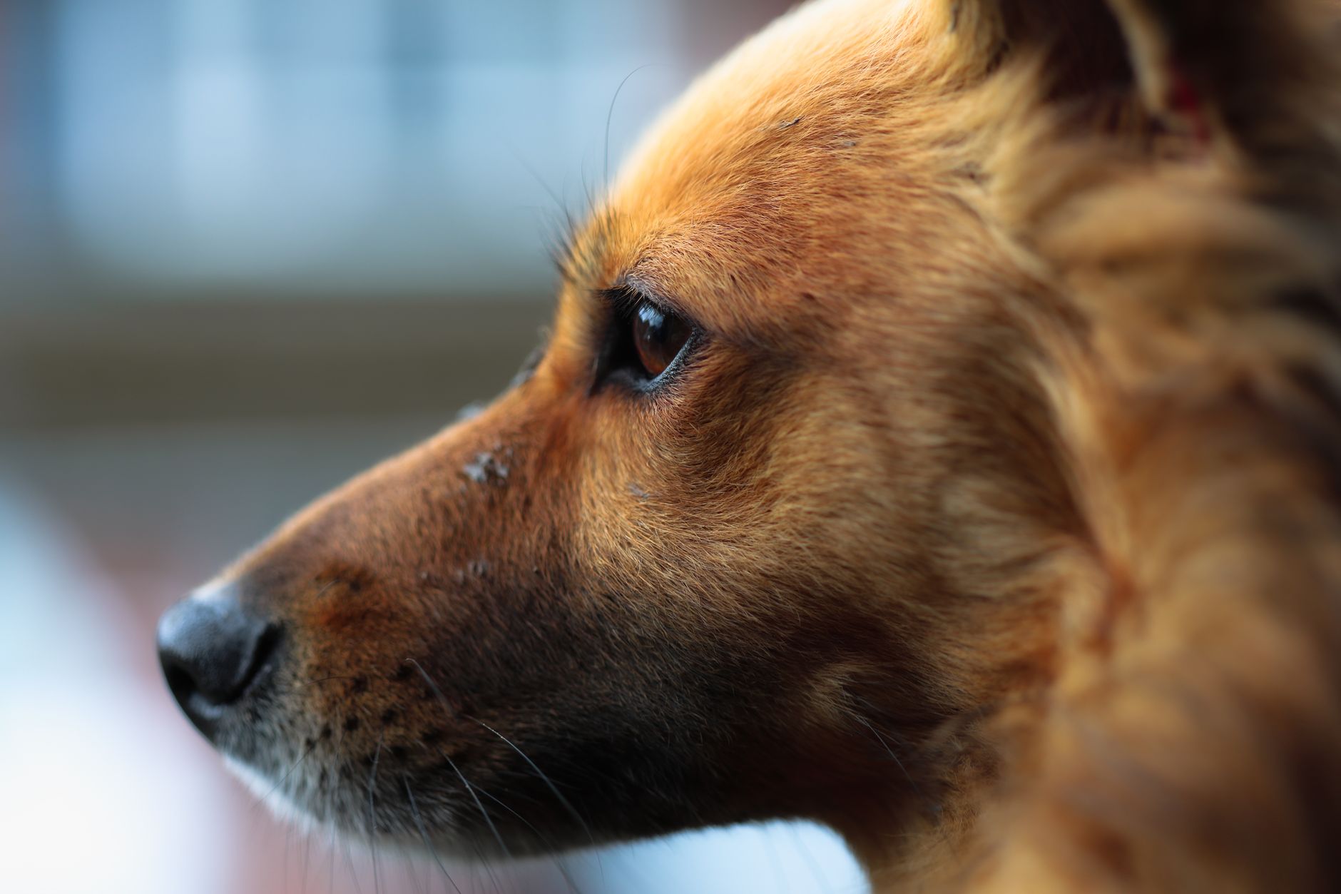 Köpek Irklarında Kalıtsal Hastalık Riski: Genetik Tarama ve Önleme
