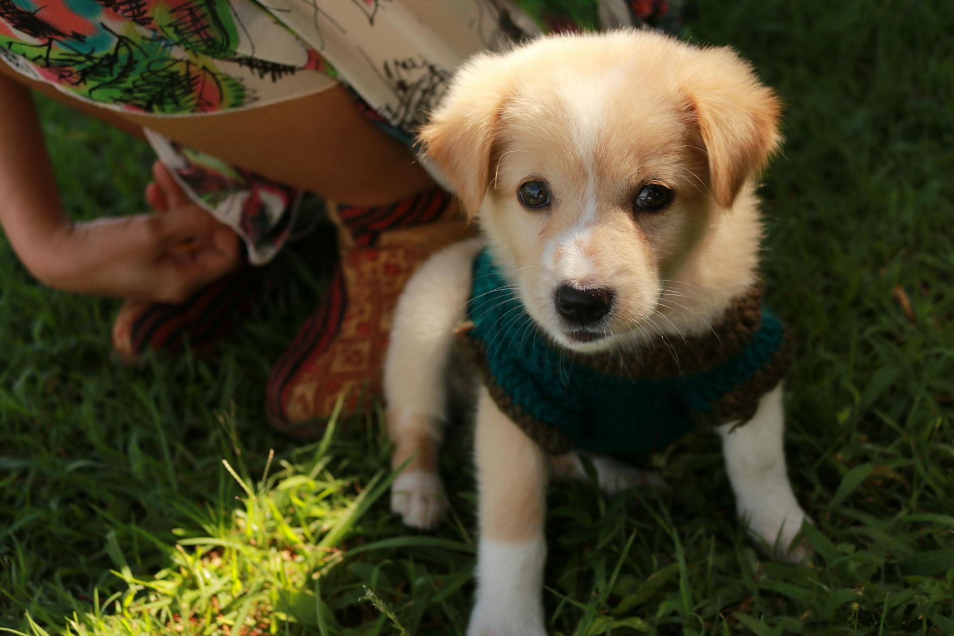 Köpekte Kalp Kurdu: Belirti, Tedavi ve Korunma