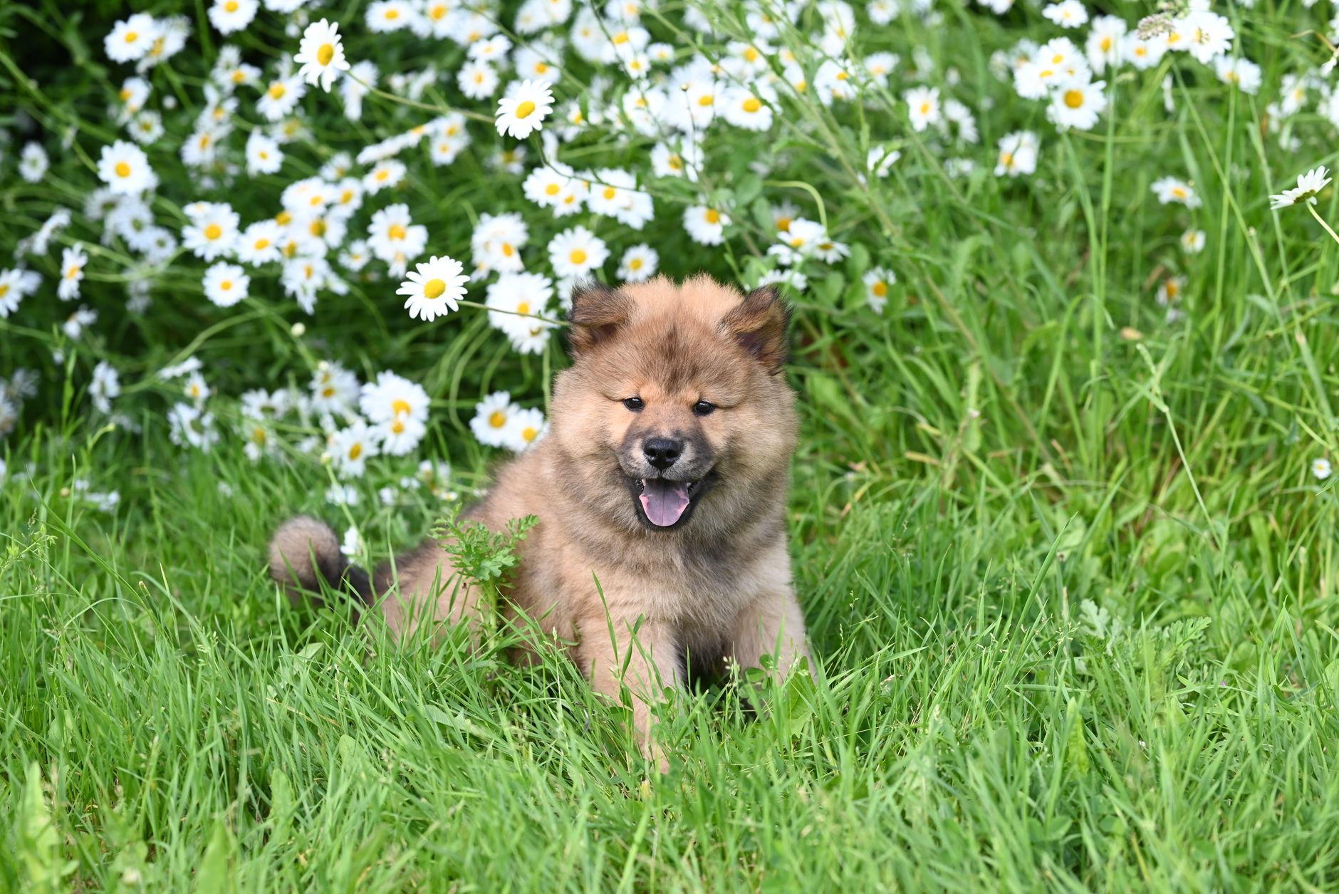Köpekte Kalp Kurdu: Belirti, Tedavi ve Korunma