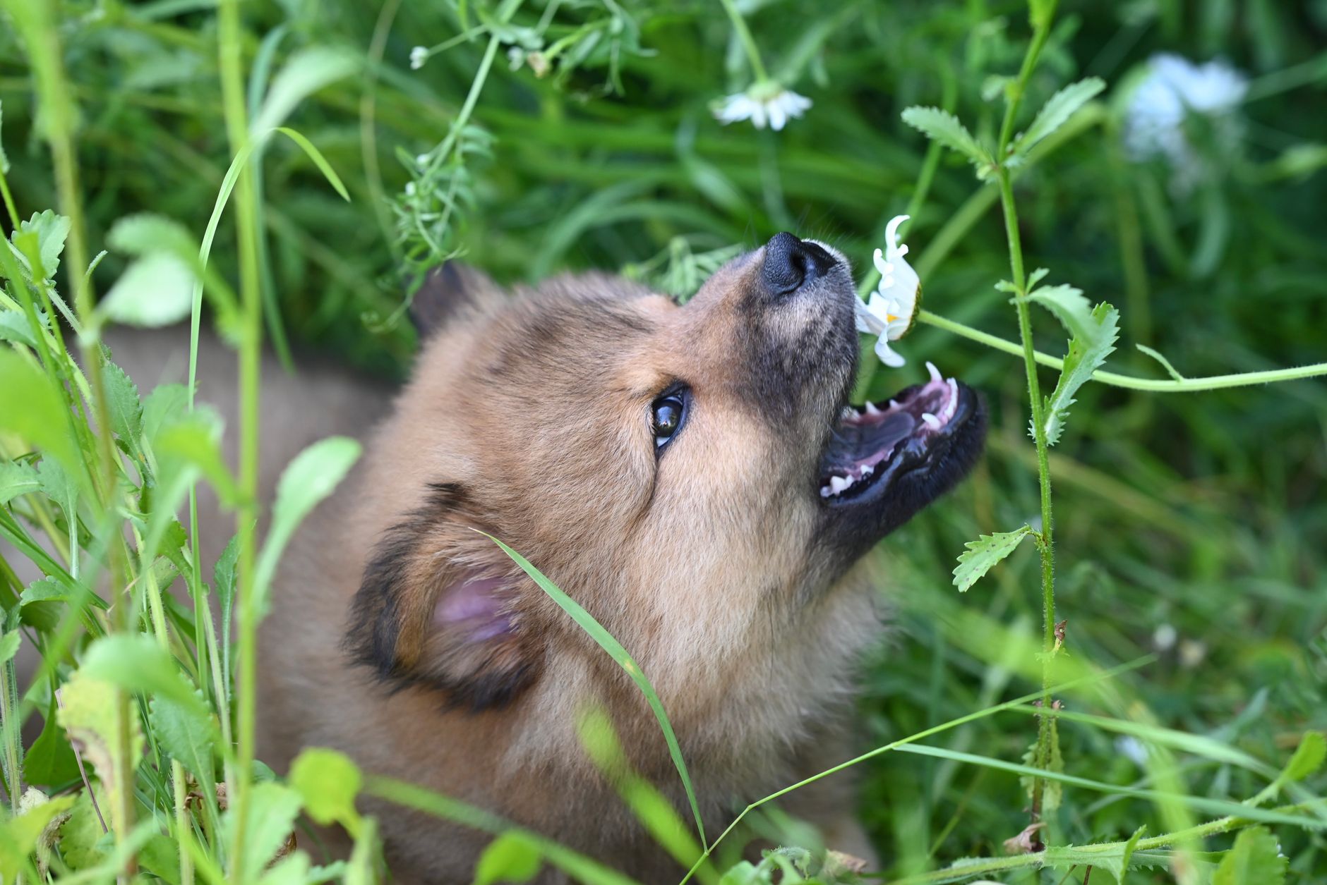 Köpekte Kalp Kurdu: Belirti, Tedavi ve Korunma