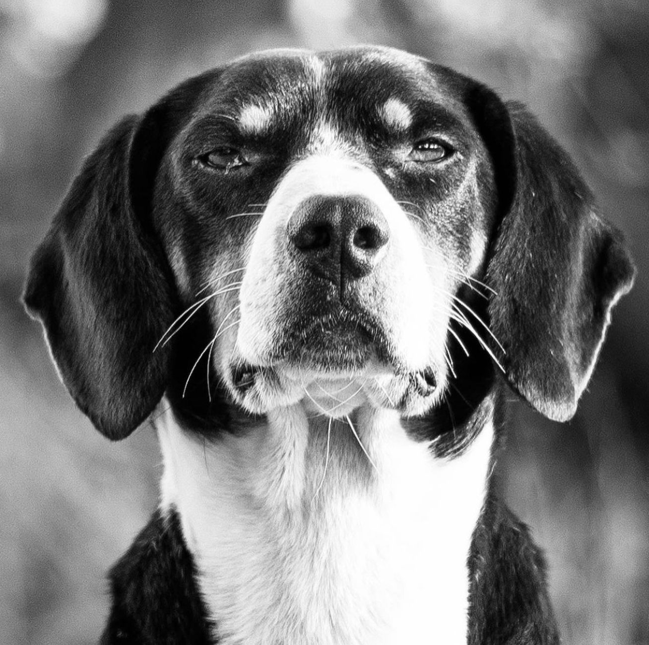 Köpekte Kanama ve Yara: İlk Yardım