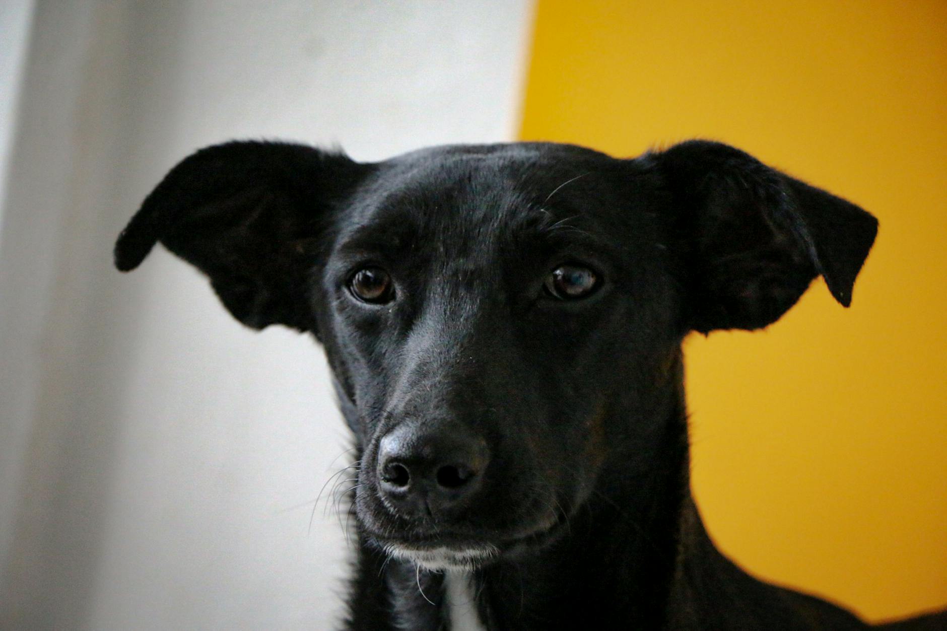 Köpekte Kanama ve Yara: İlk Yardım