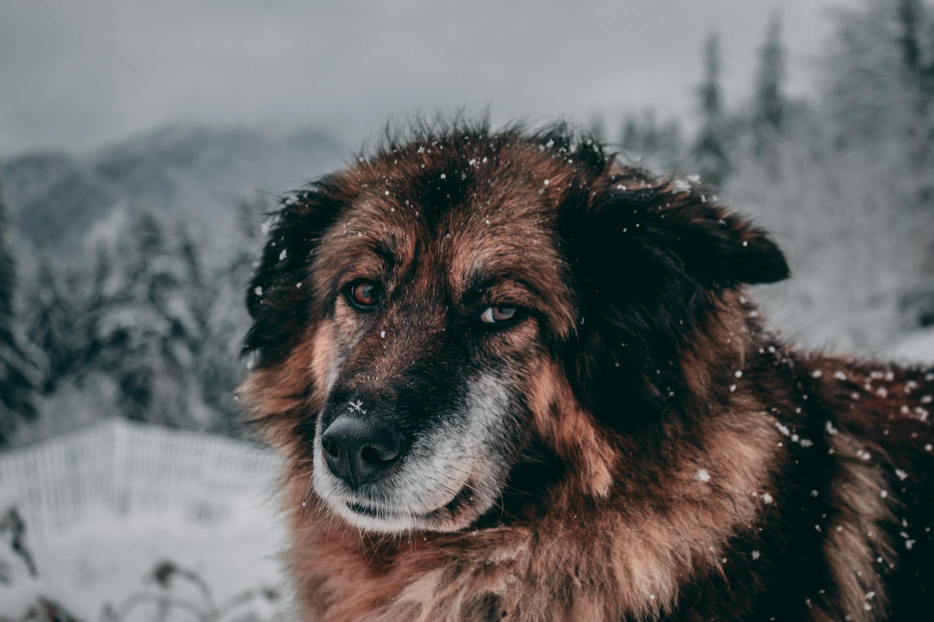 Köpekte Kanama ve Yara: İlk Yardım