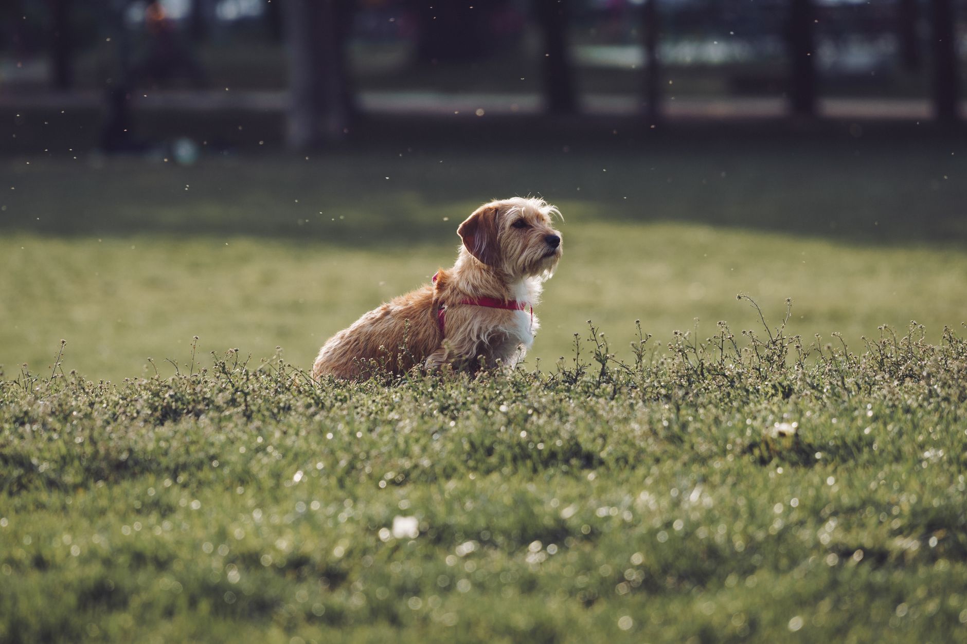 Köpekte Kaynak Koruma: Mama ve Oyuncak Sahiplenme