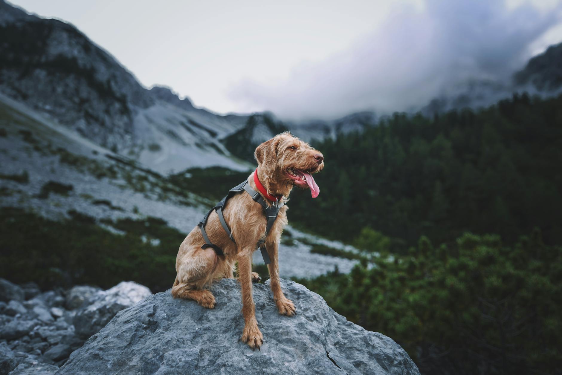 Köpekte Kaynak Koruma: Mama ve Oyuncak Sahiplenme