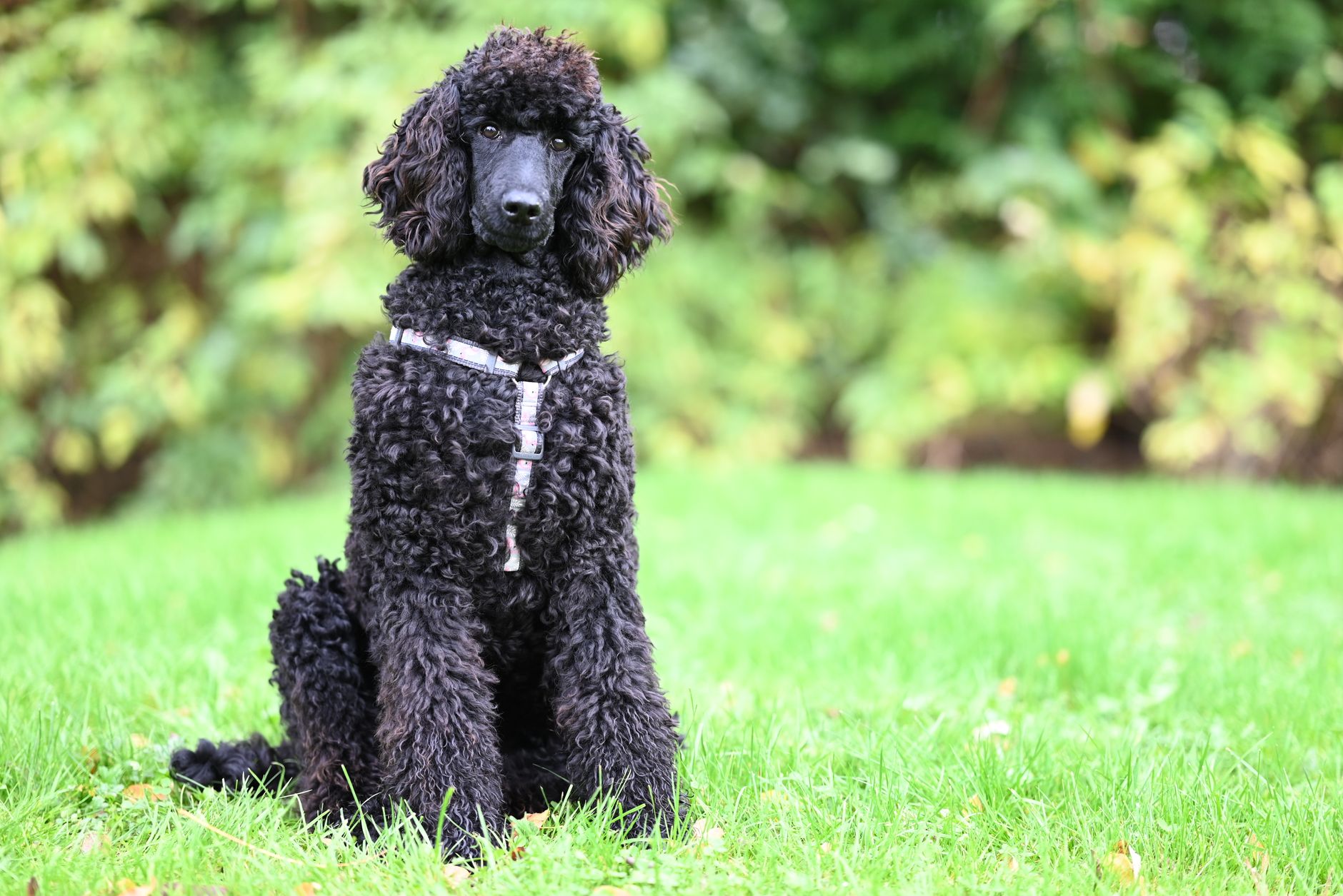 Köpekte Kaynak Koruma: Mama ve Oyuncak Sahiplenme