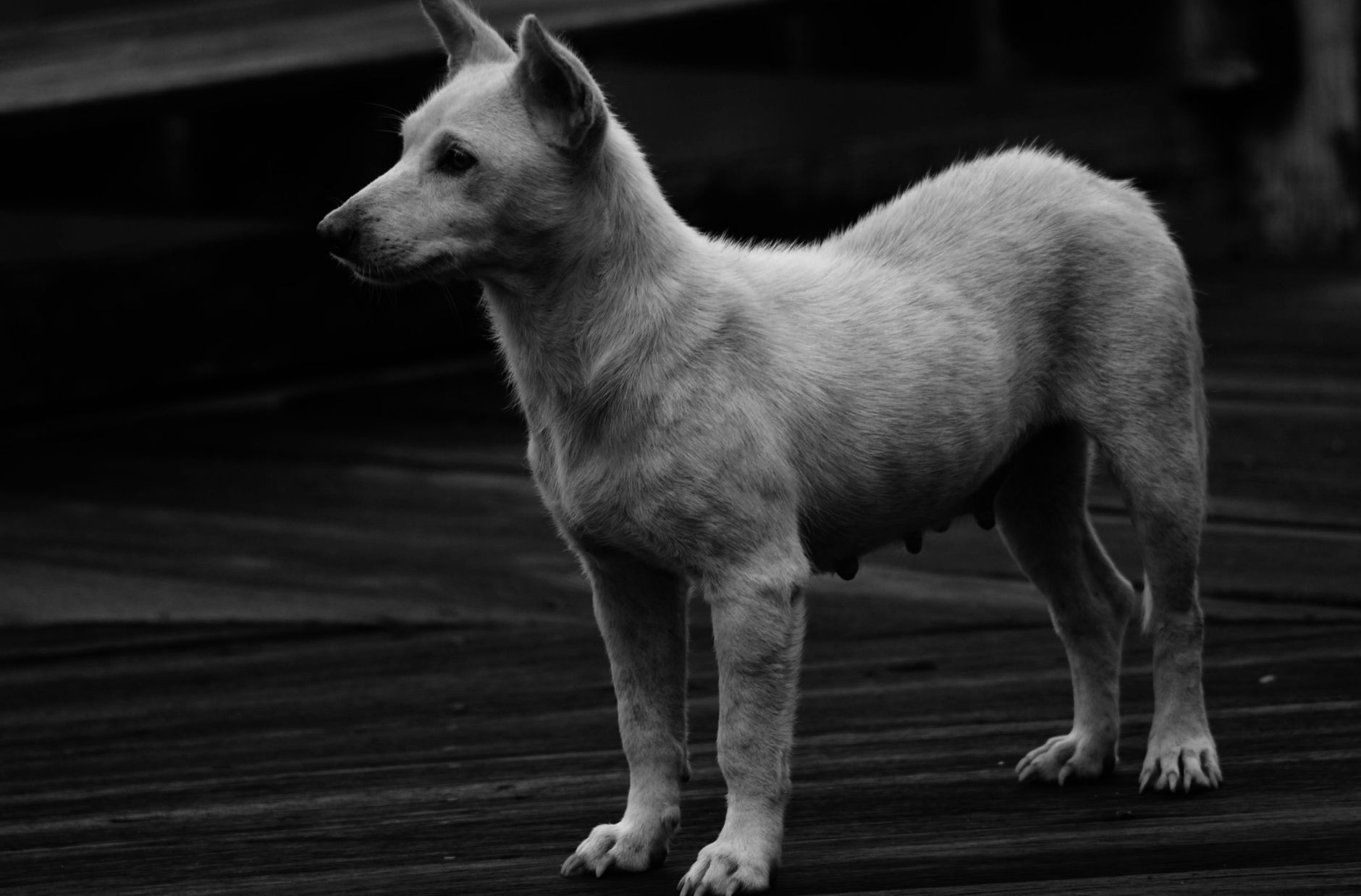 Köpekte Kene Çıkarma ve İlk Müdahale