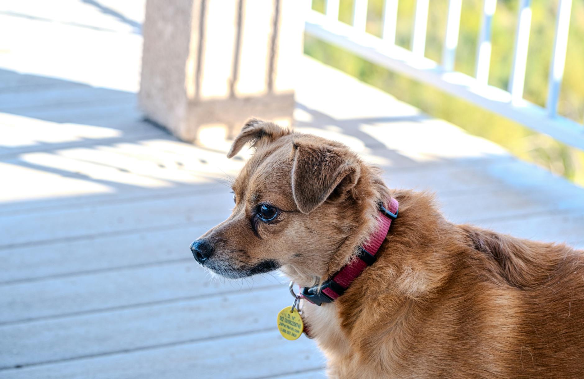 Köpekte Kene Çıkarma ve İlk Müdahale