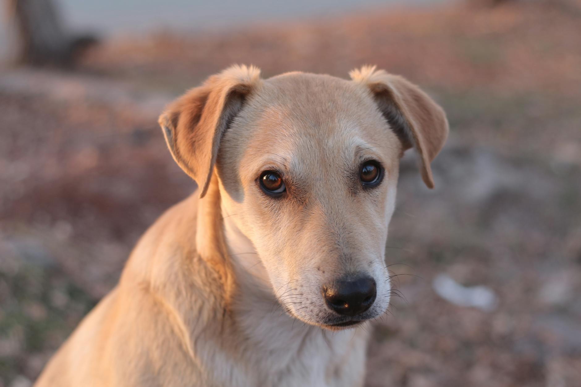 Köpekte Kene Çıkarma ve İlk Müdahale