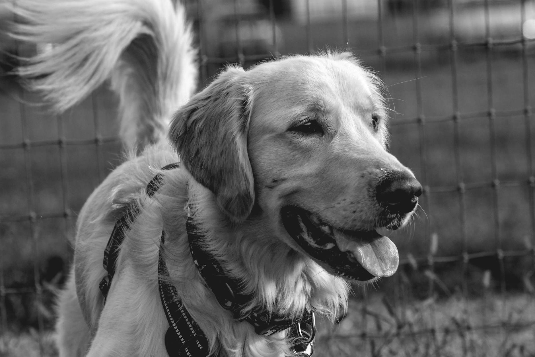 Köpekte Kennel Cough: Belirti, Bulaş Yolu ve Tedavi