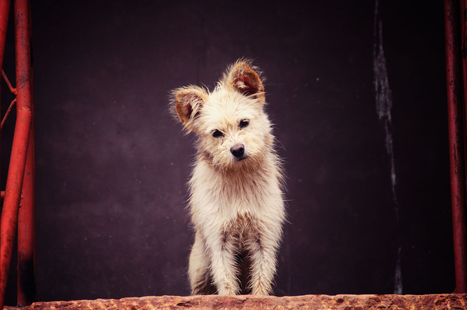 Köpekte Kennel Cough: Belirti, Bulaş Yolu ve Tedavi