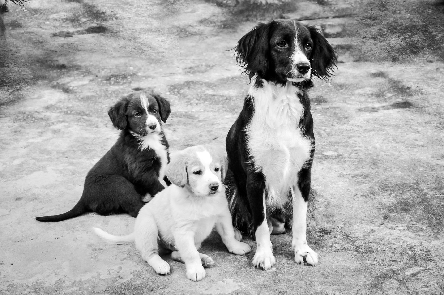 Köpekte Kennel Cough: Belirti, Bulaş Yolu ve Tedavi