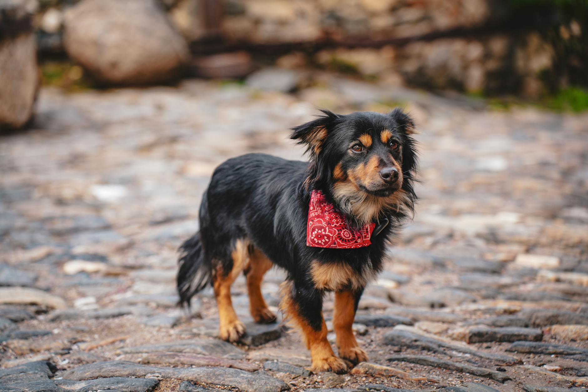 Köpekte Kilo Verme Maması ve Diyet Seçimi