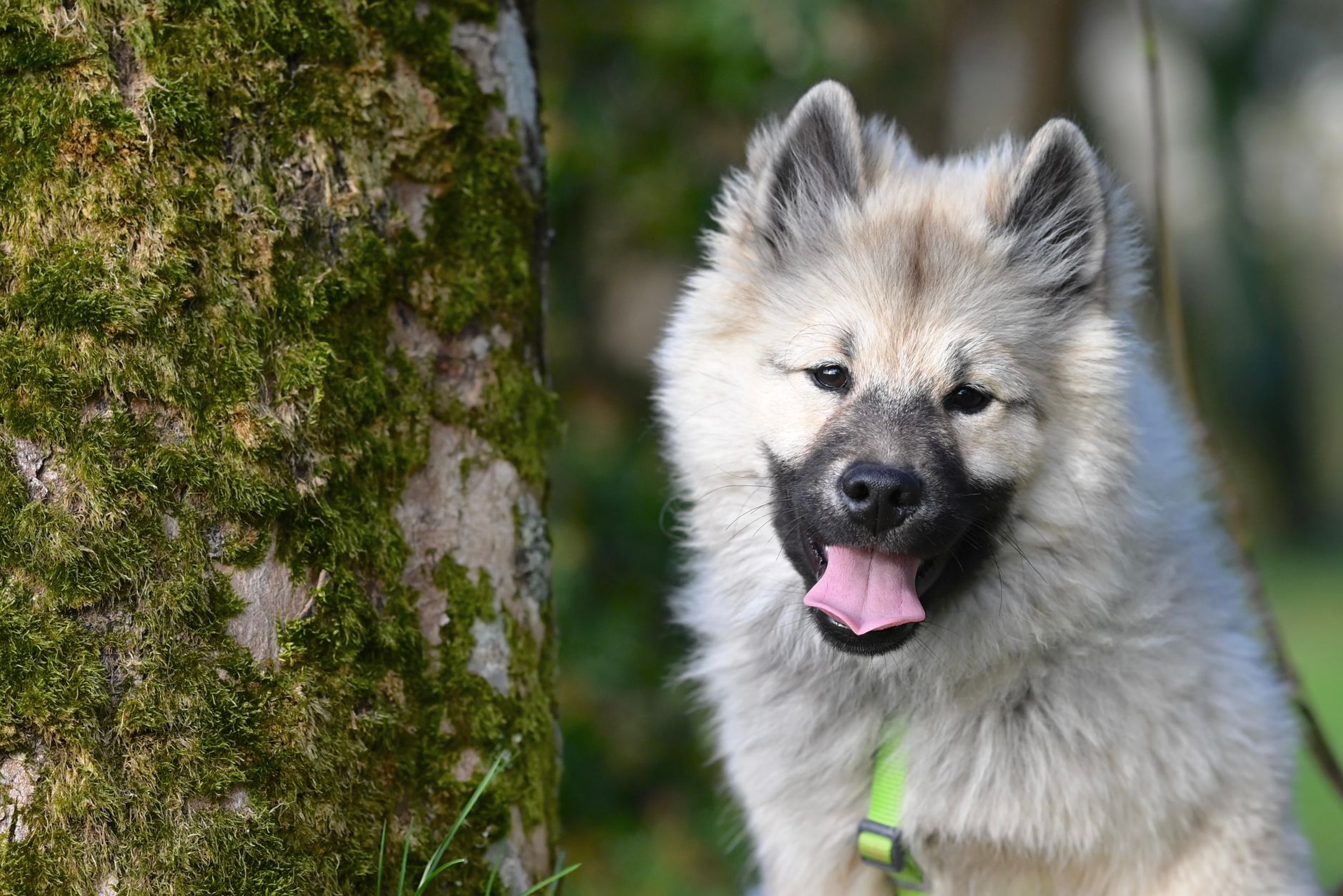 Köpekte Kilo Verme Maması ve Diyet Seçimi