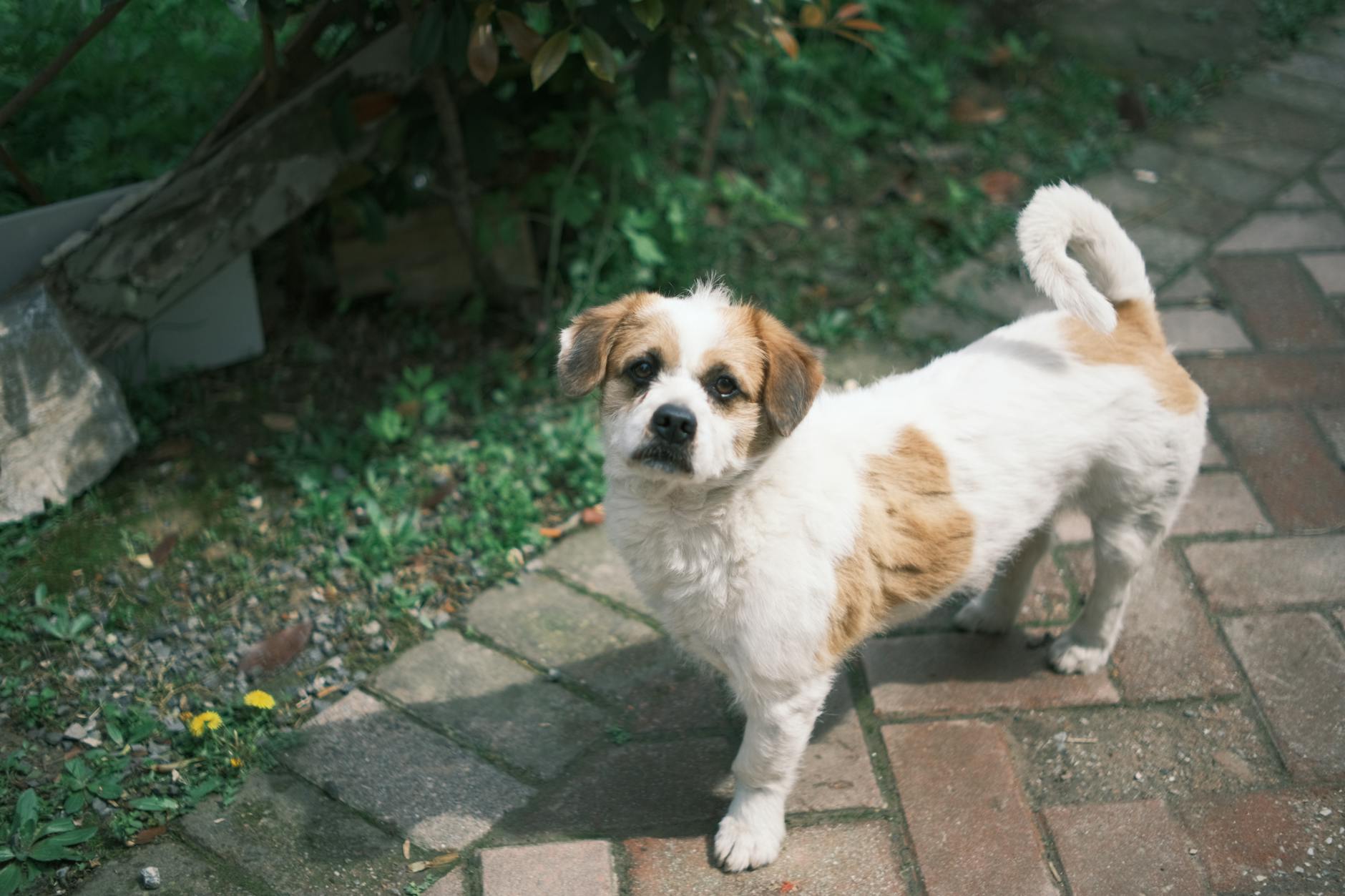 Köpekte Kilo Verme Programı: Güvenli ve Kalıcı