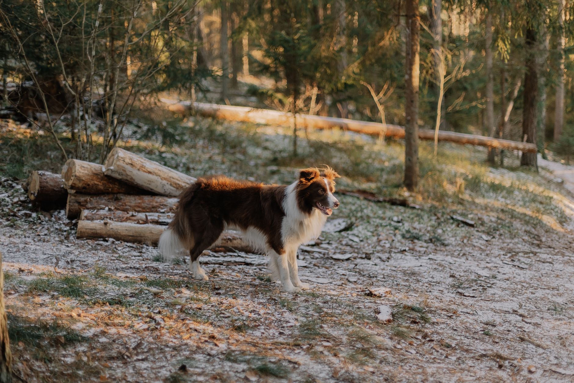 Köpekte Kilo Verme Programı: Güvenli ve Kalıcı