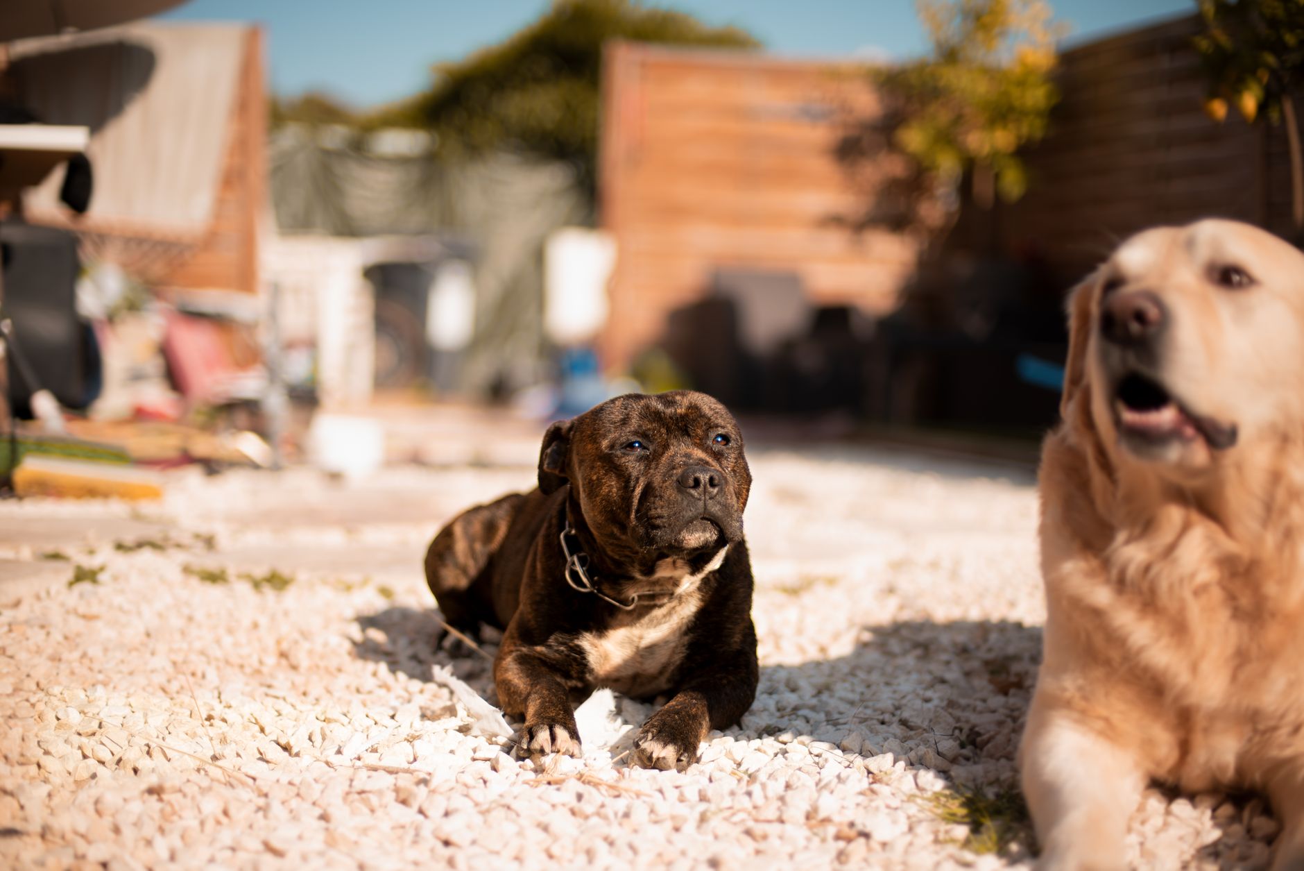 Köpekte Kilo Verme Programı: Güvenli ve Kalıcı