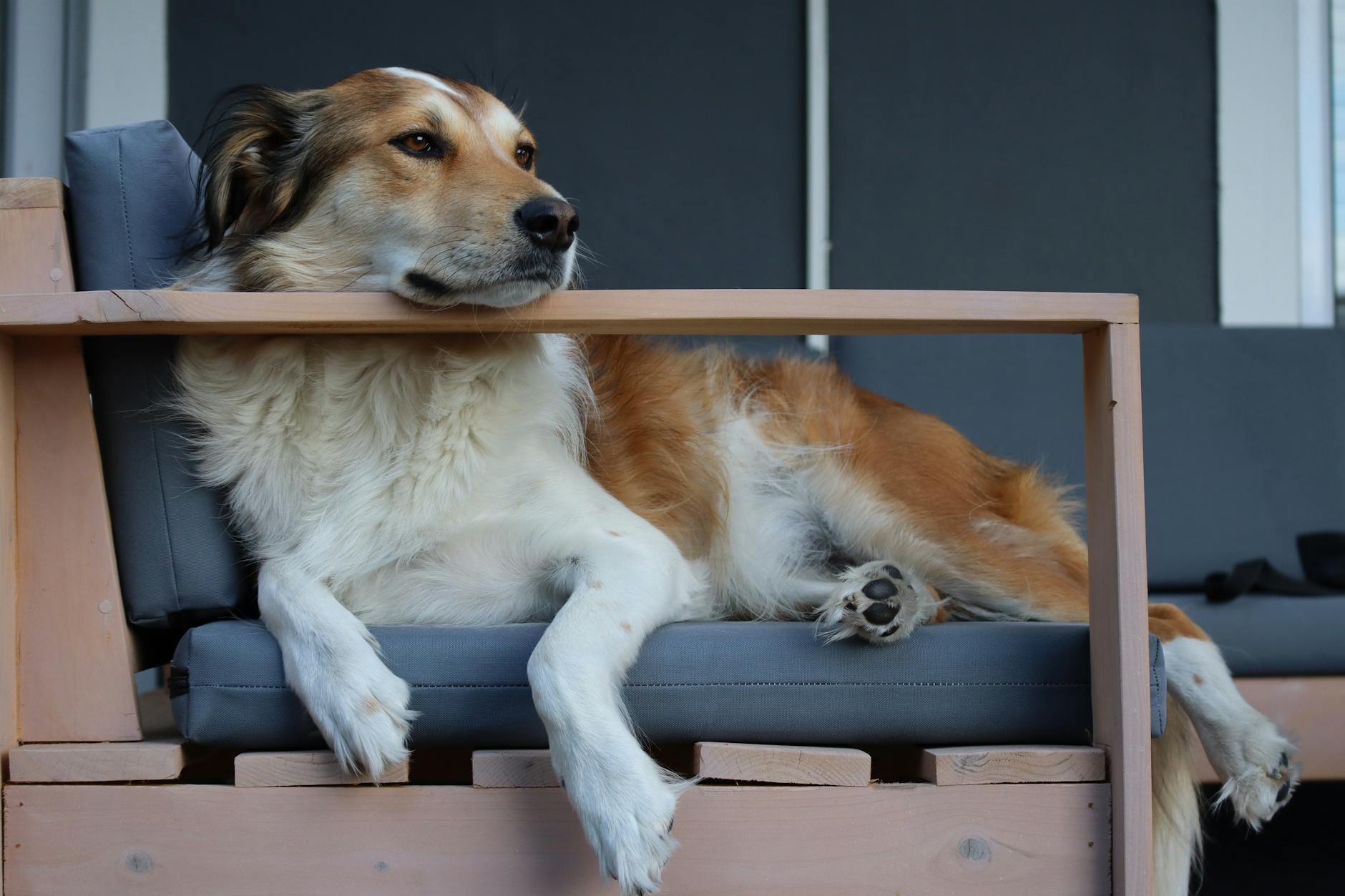 Köpekte Korku ve Fobi: Gürültü, Yabancı ve Veteriner Korkusu