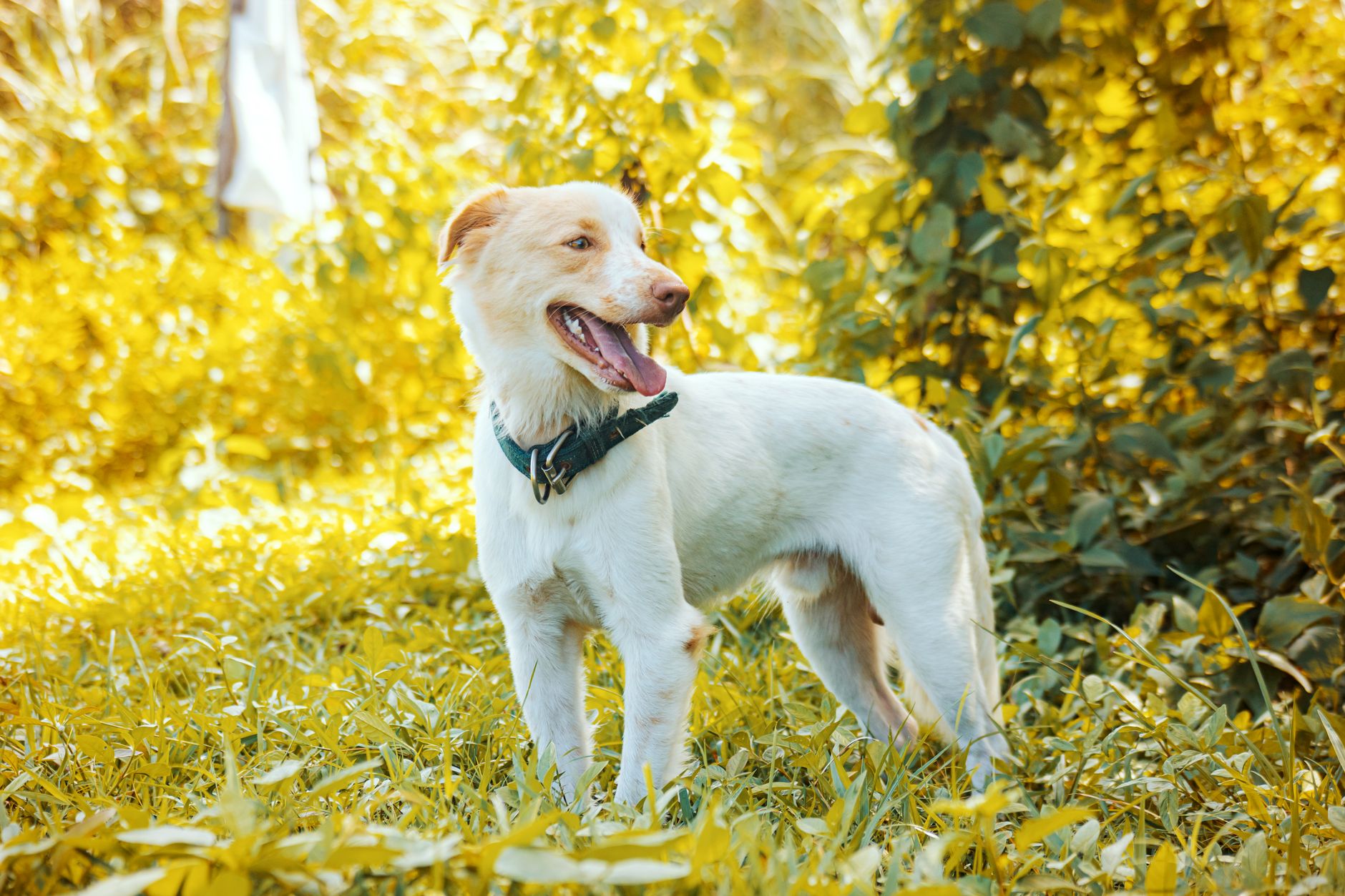 Köpekte Korku ve Fobi: Gürültü, Yabancı ve Veteriner Korkusu