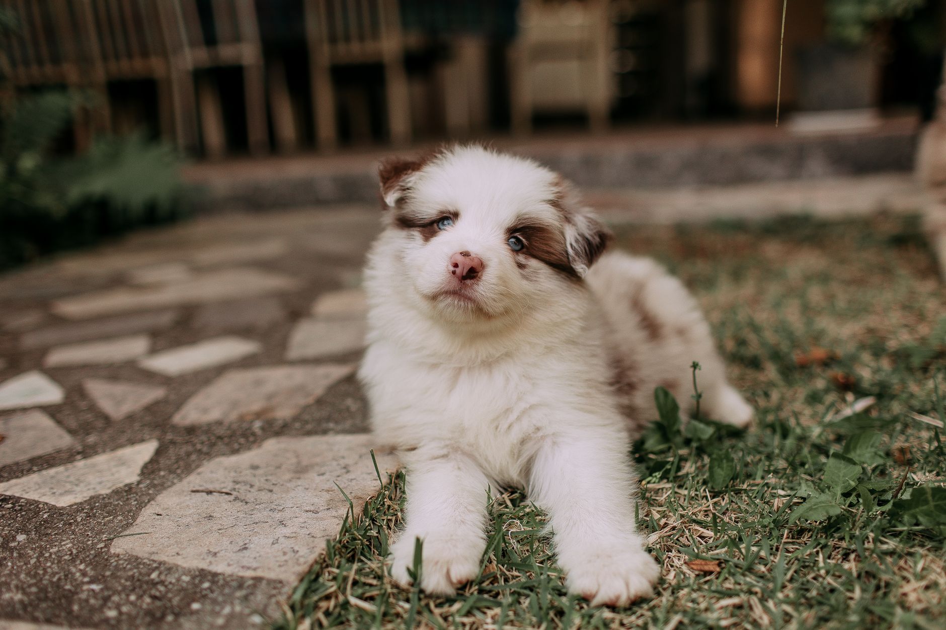 Köpekte Korku ve Fobi: Gürültü, Yabancı ve Veteriner Korkusu