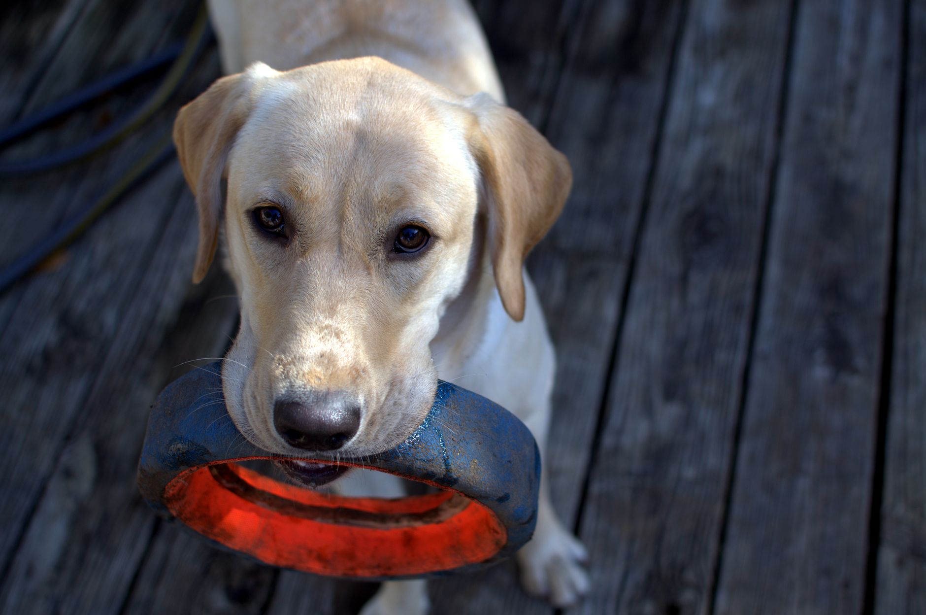 Köpekte Leishmania: Tatarcık Sineği ve Korunma