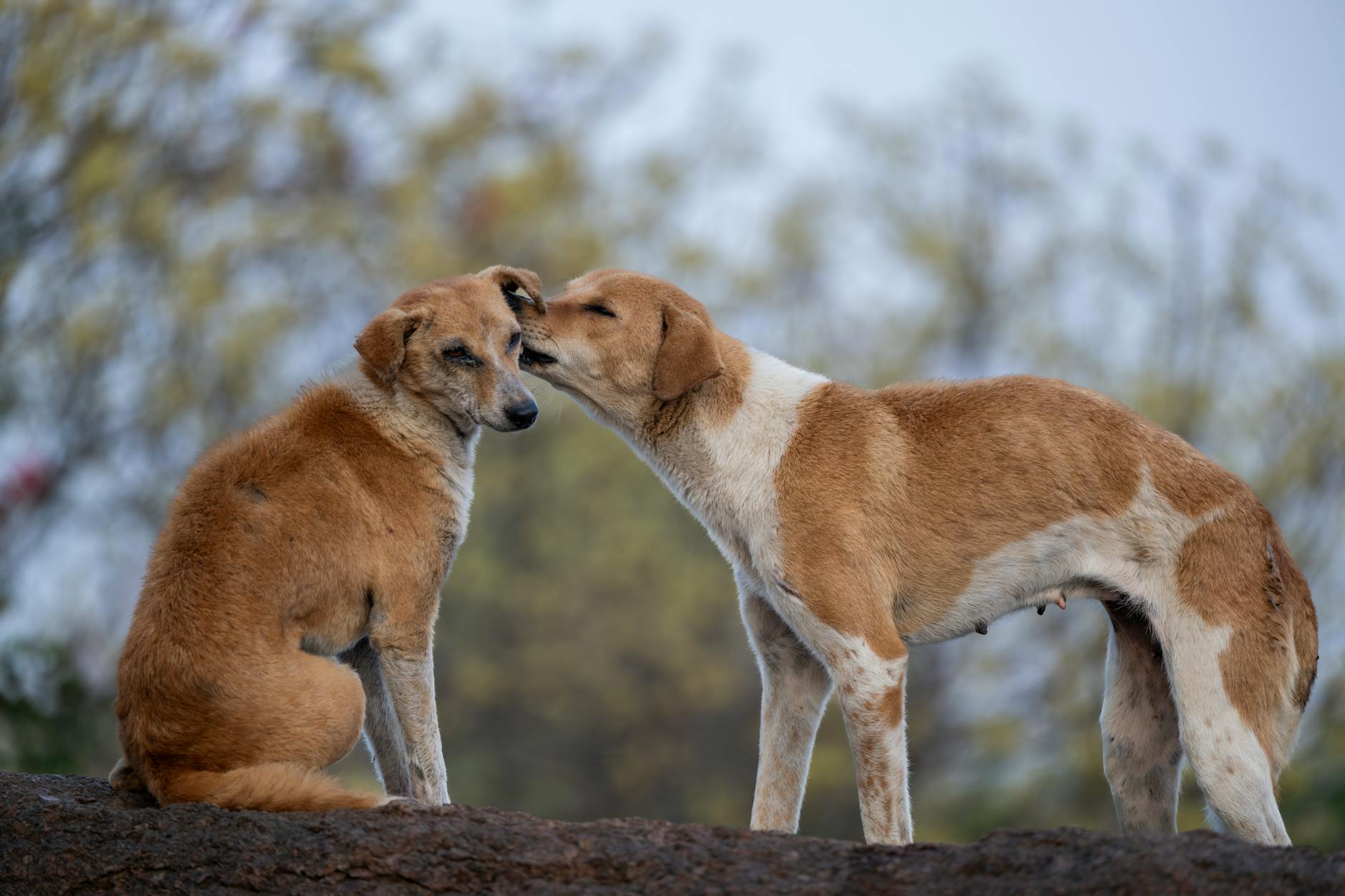 Köpekte Leishmania: Tatarcık Sineği ve Korunma