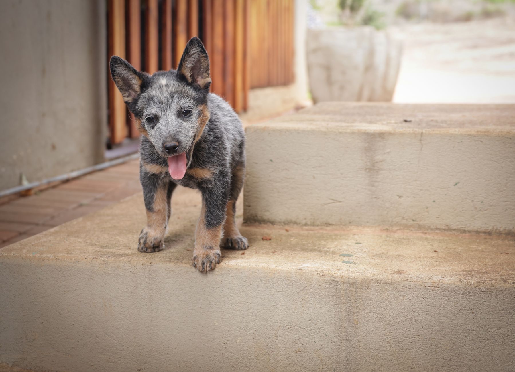 Köpekte Leishmania: Tatarcık Sineği ve Korunma