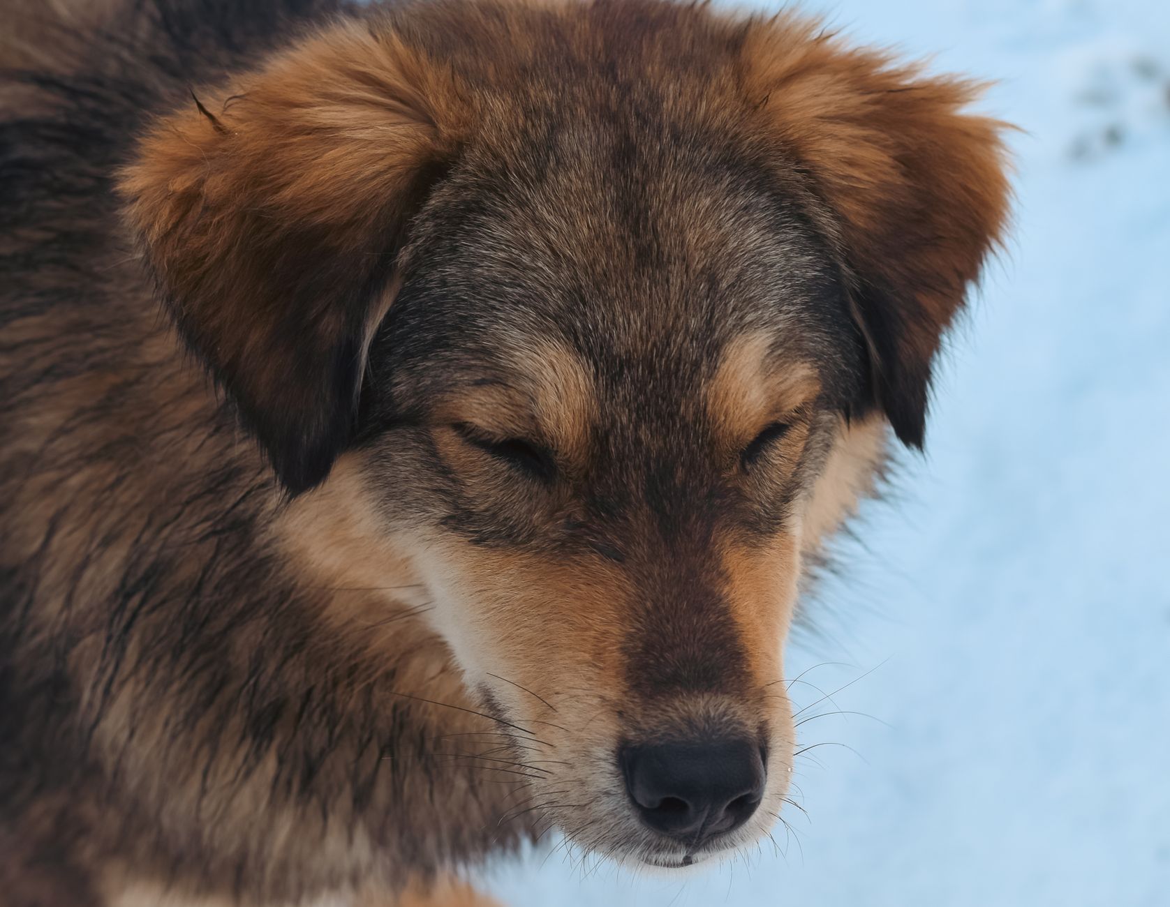 Köpekte Leptospiroz: Su Kaynaklı Bulaş ve İnsana Geçiş