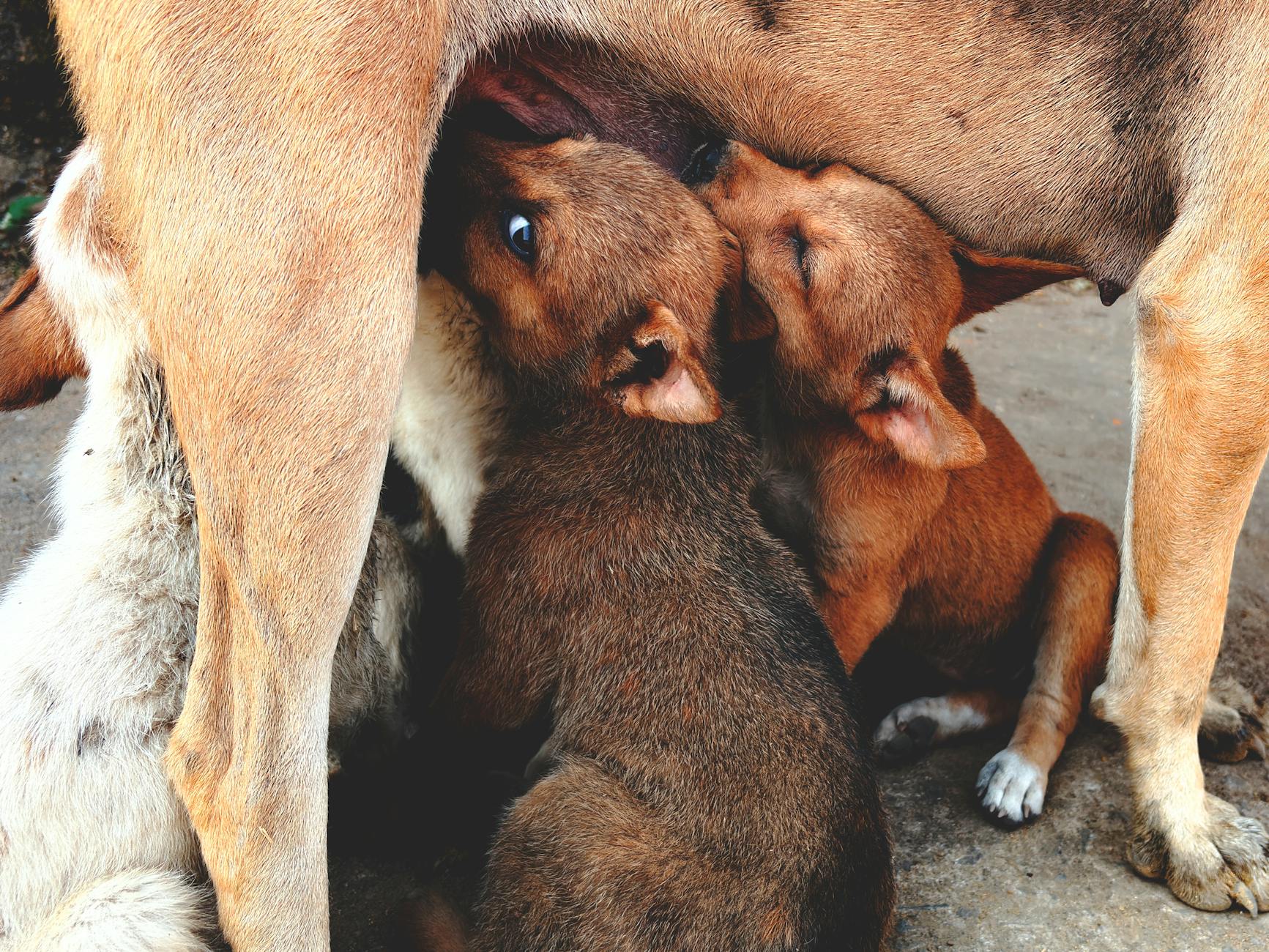 Köpekte Leptospiroz: Su Kaynaklı Bulaş ve İnsana Geçiş