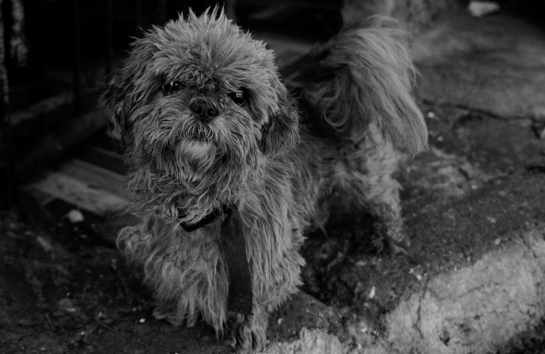 Köpekte Leptospiroz: Su Kaynaklı Bulaş ve İnsana Geçiş