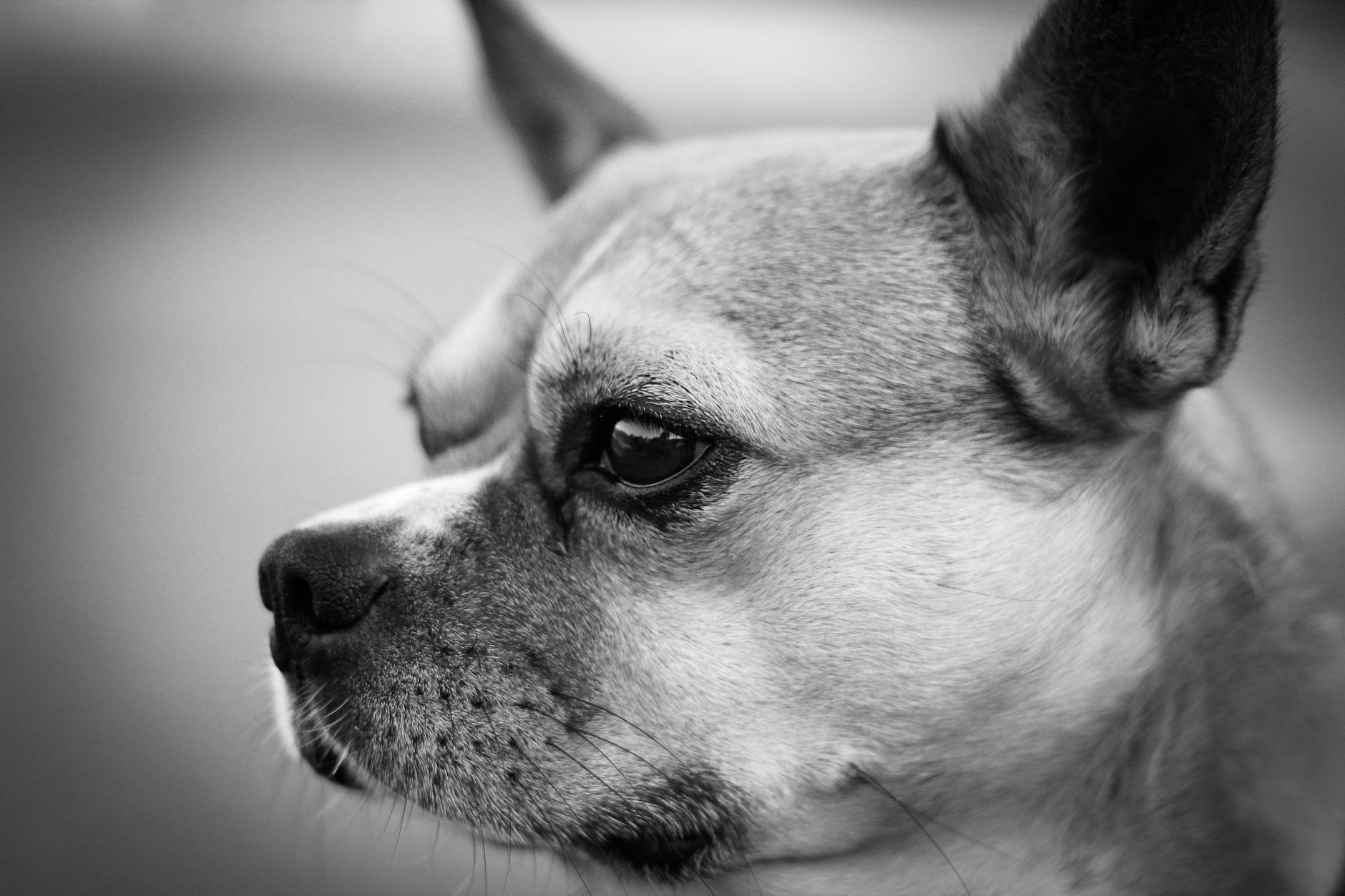 Köpekte Lyme Hastalığı: Kene Kaynaklı Eklem ve Böbrek Riski