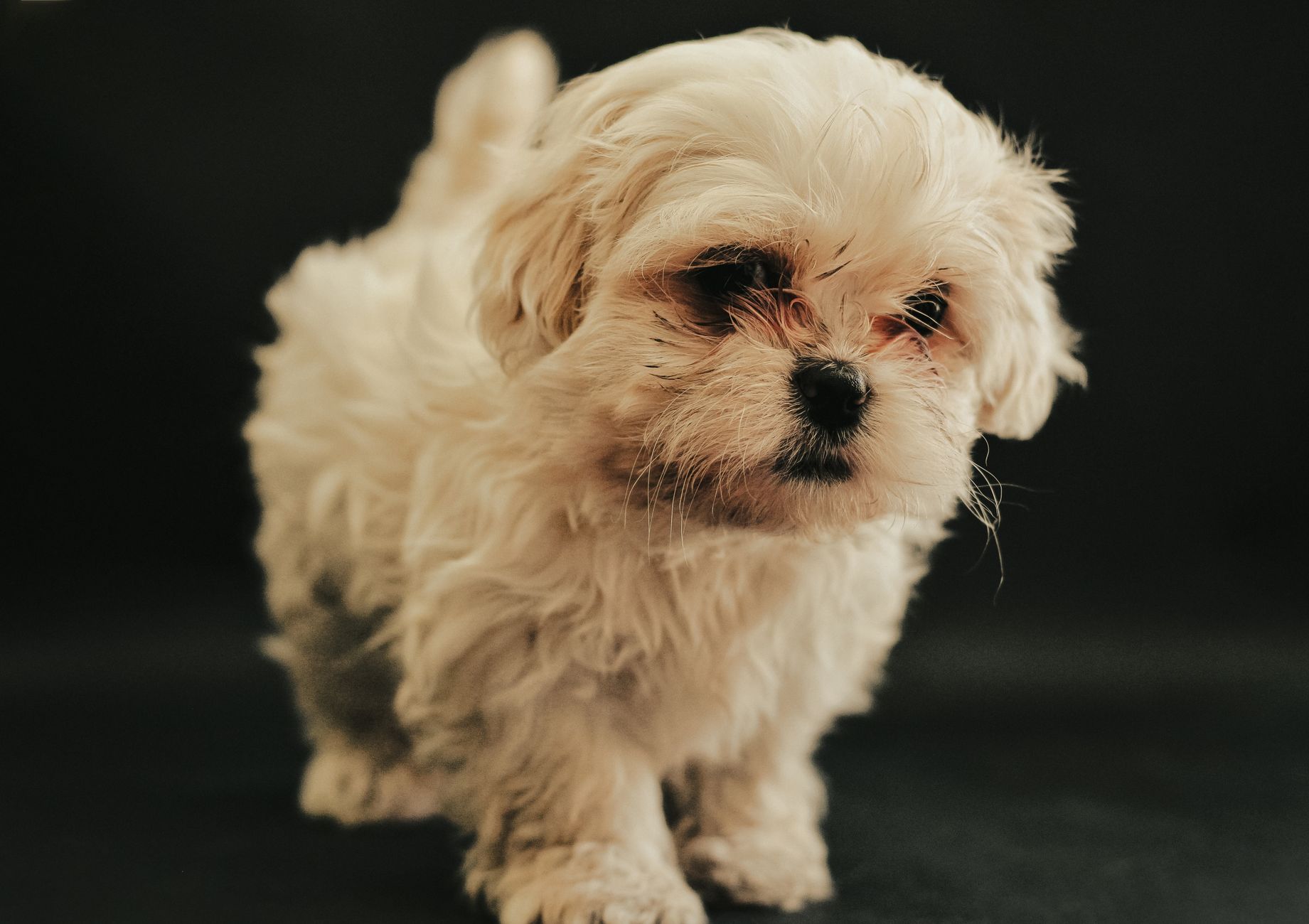 Köpekte Lyme Hastalığı: Kene Kaynaklı Eklem ve Böbrek Riski