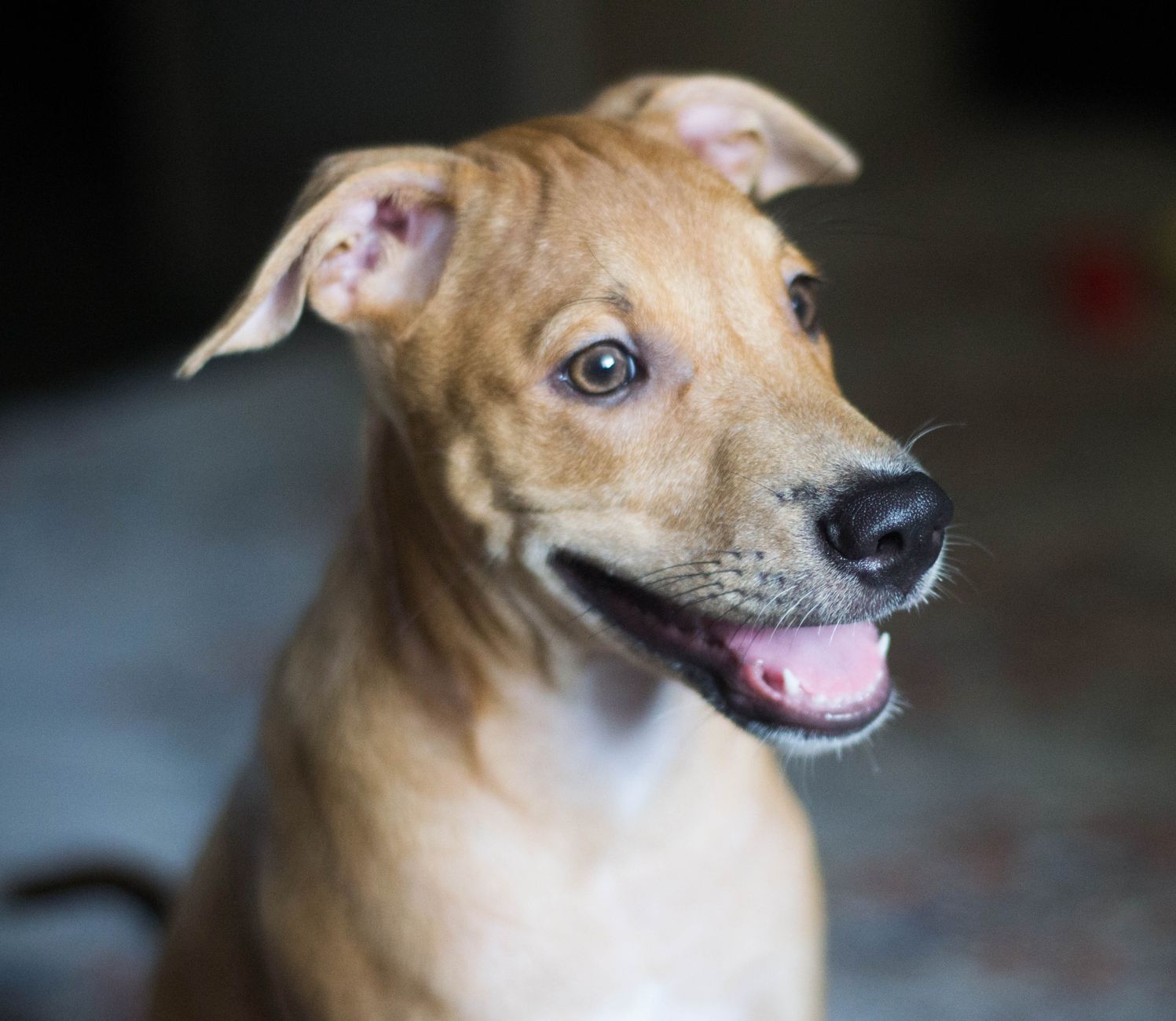Köpekte Lyme Hastalığı: Kene Kaynaklı Eklem ve Böbrek Riski