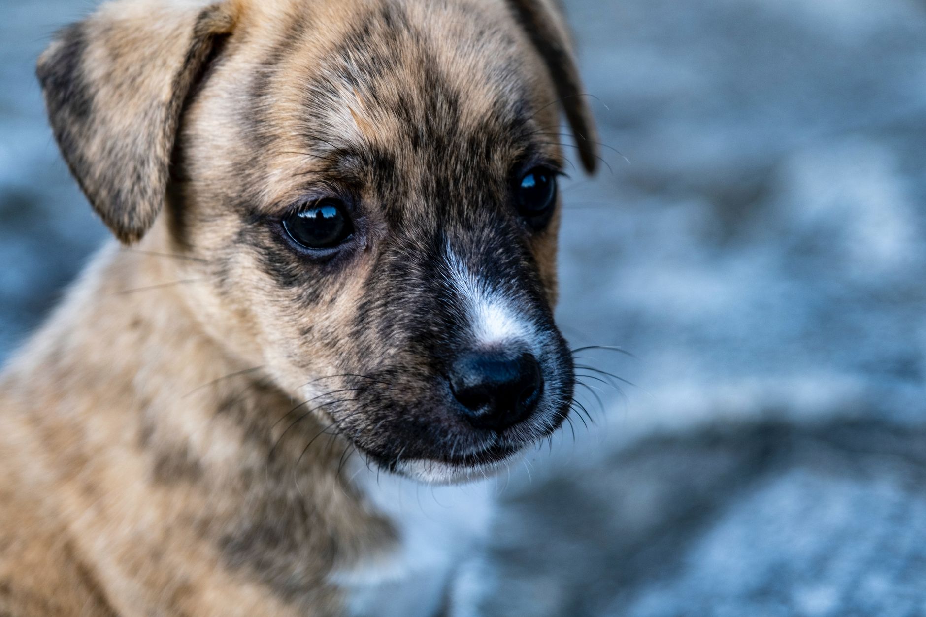 Köpek Mama Etiketi Nasıl Okunur: İçindekiler ve AAFCO