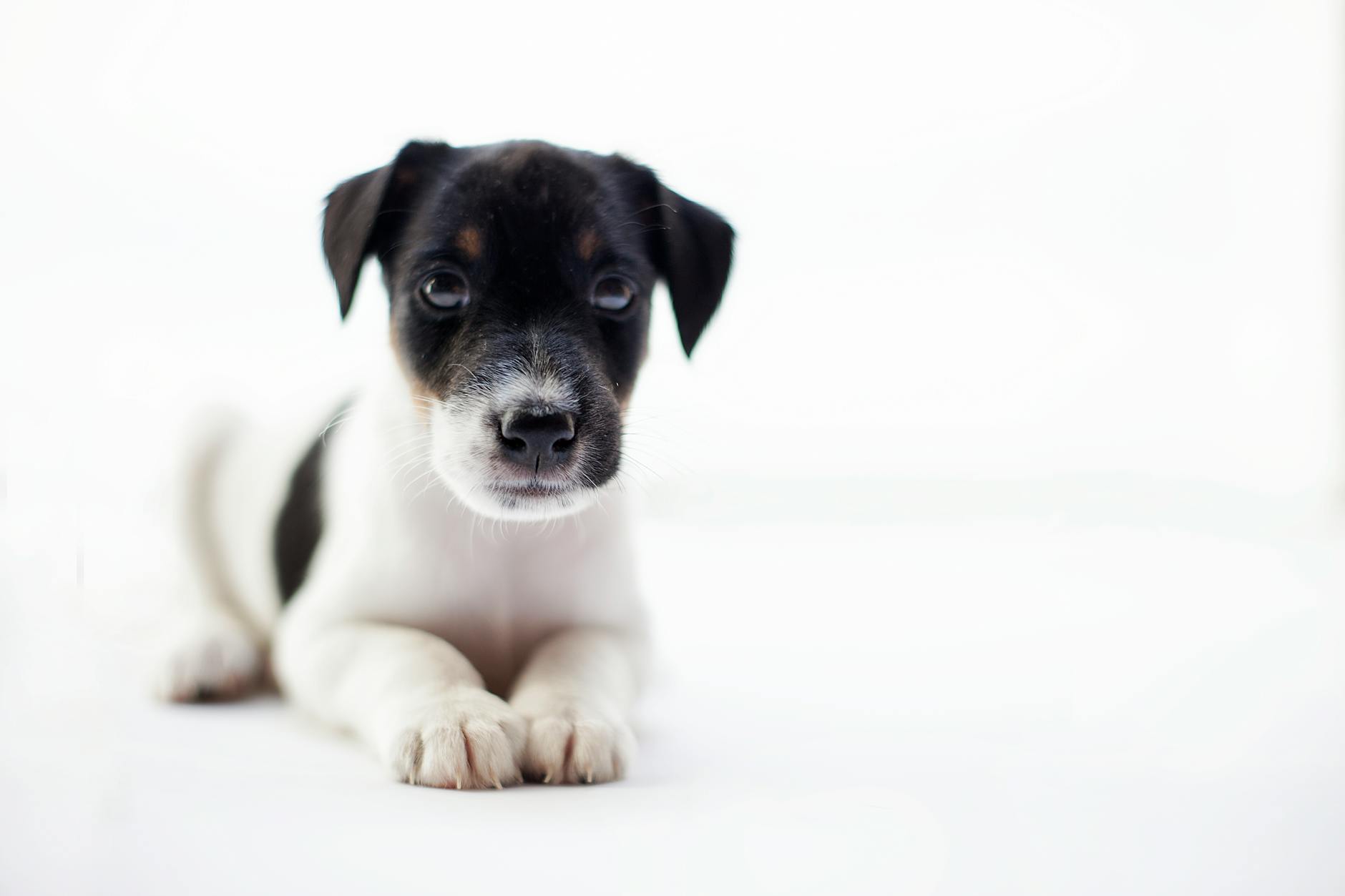 Köpekte Mama Değişimi: Sindirim Sorunsuz Geçiş