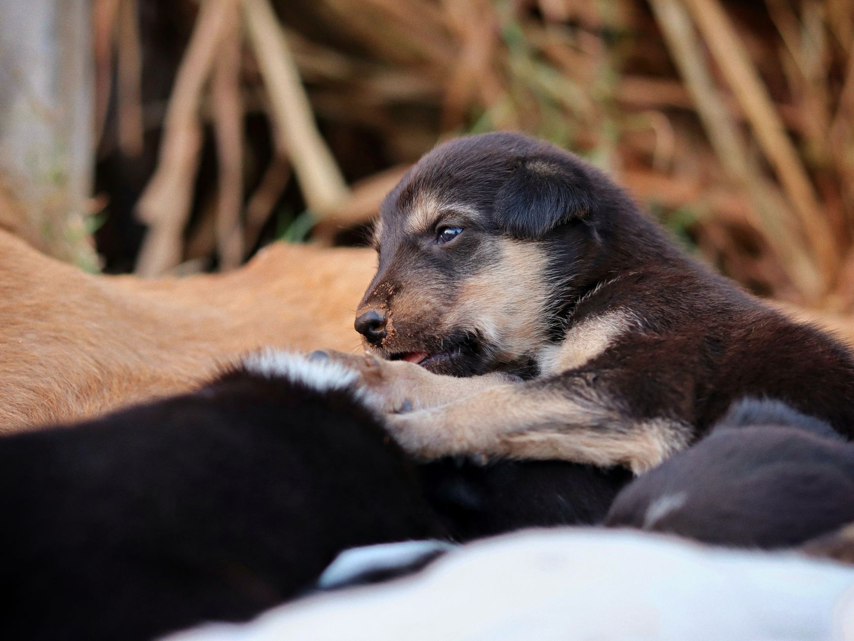 Köpekte Mama Değişimi: Sindirim Sorunsuz Geçiş