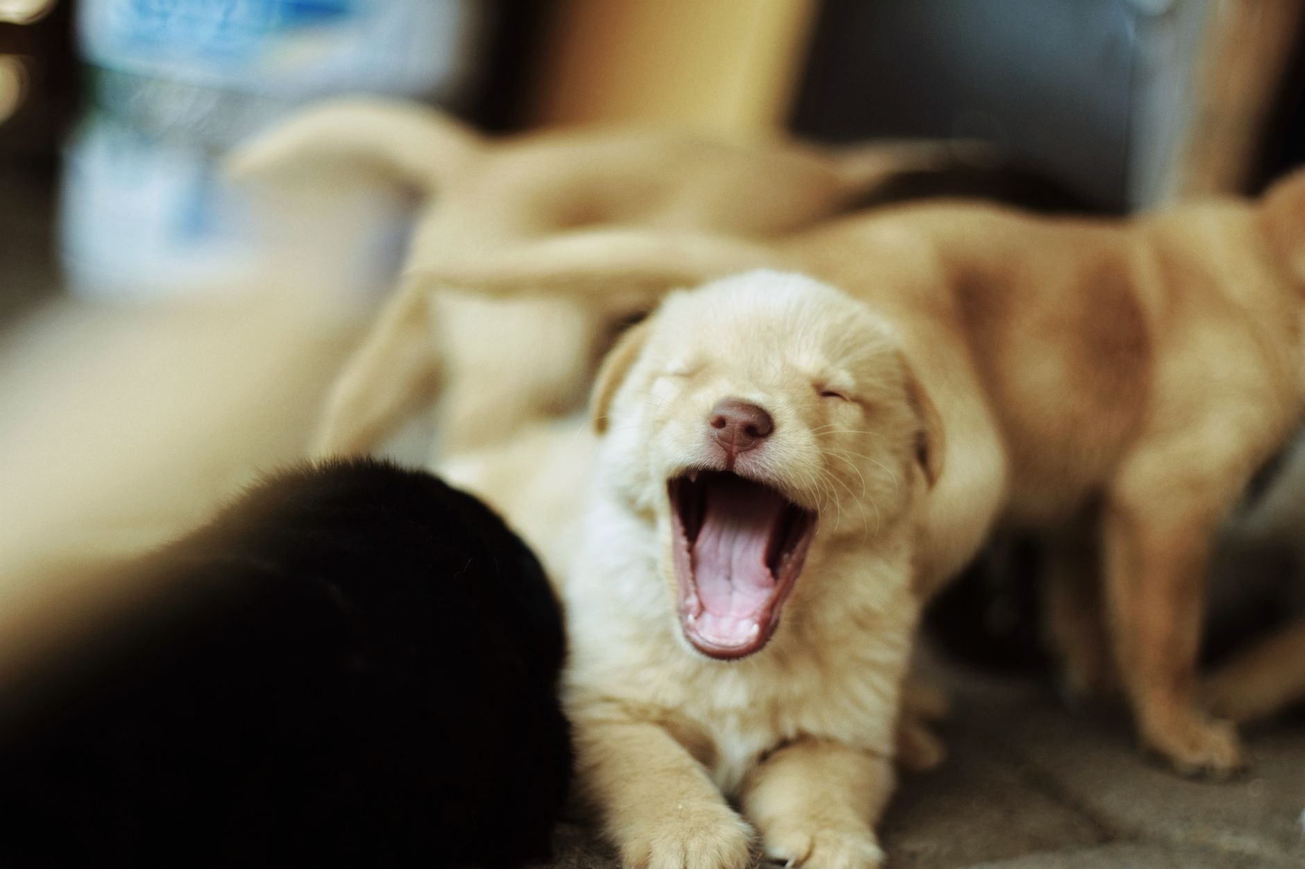 Köpekte Mama Değişimi: Sindirim Sorunsuz Geçiş