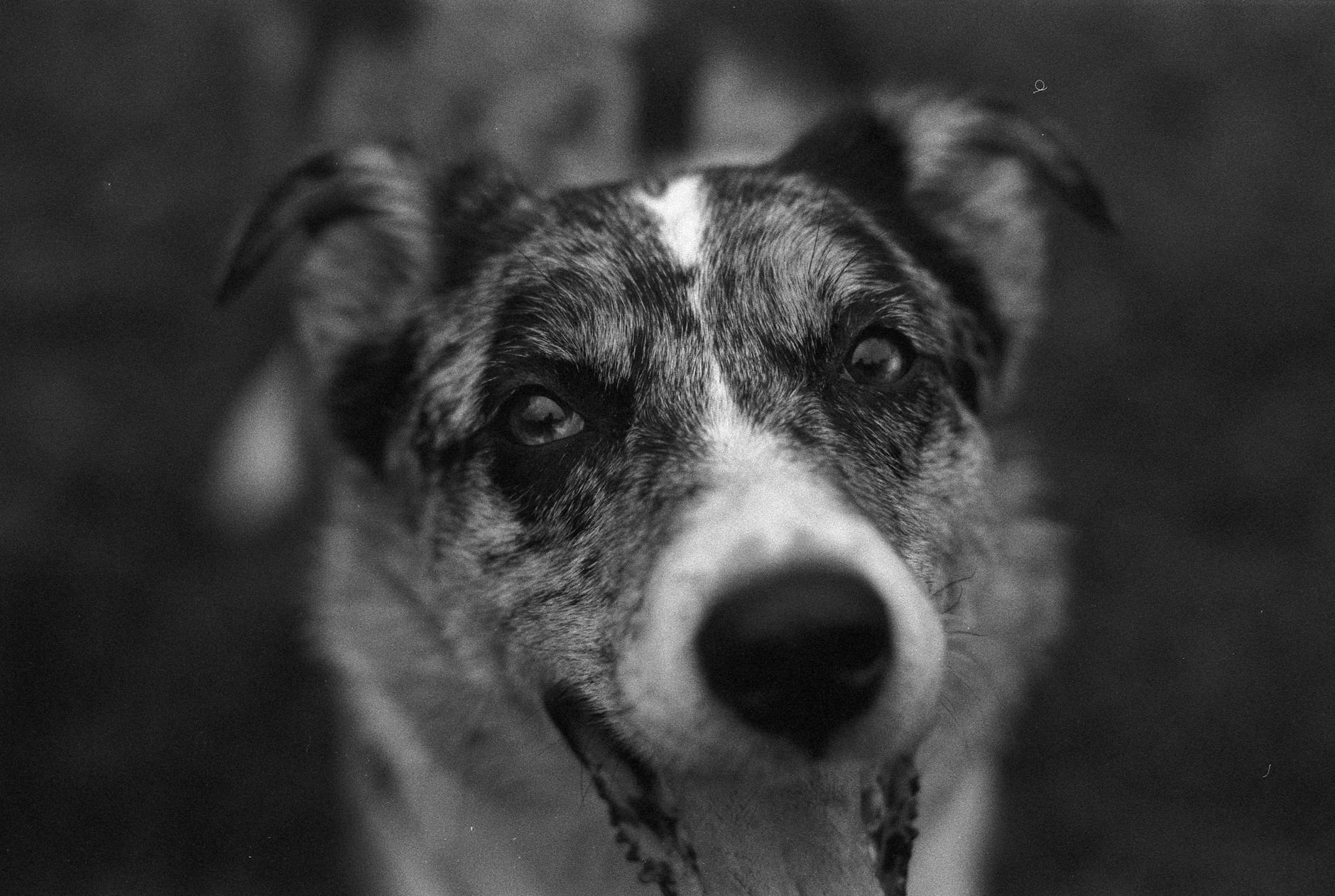 Köpekte Mide Dönmesi (GDV): Belirti ve Acil Müdahale
