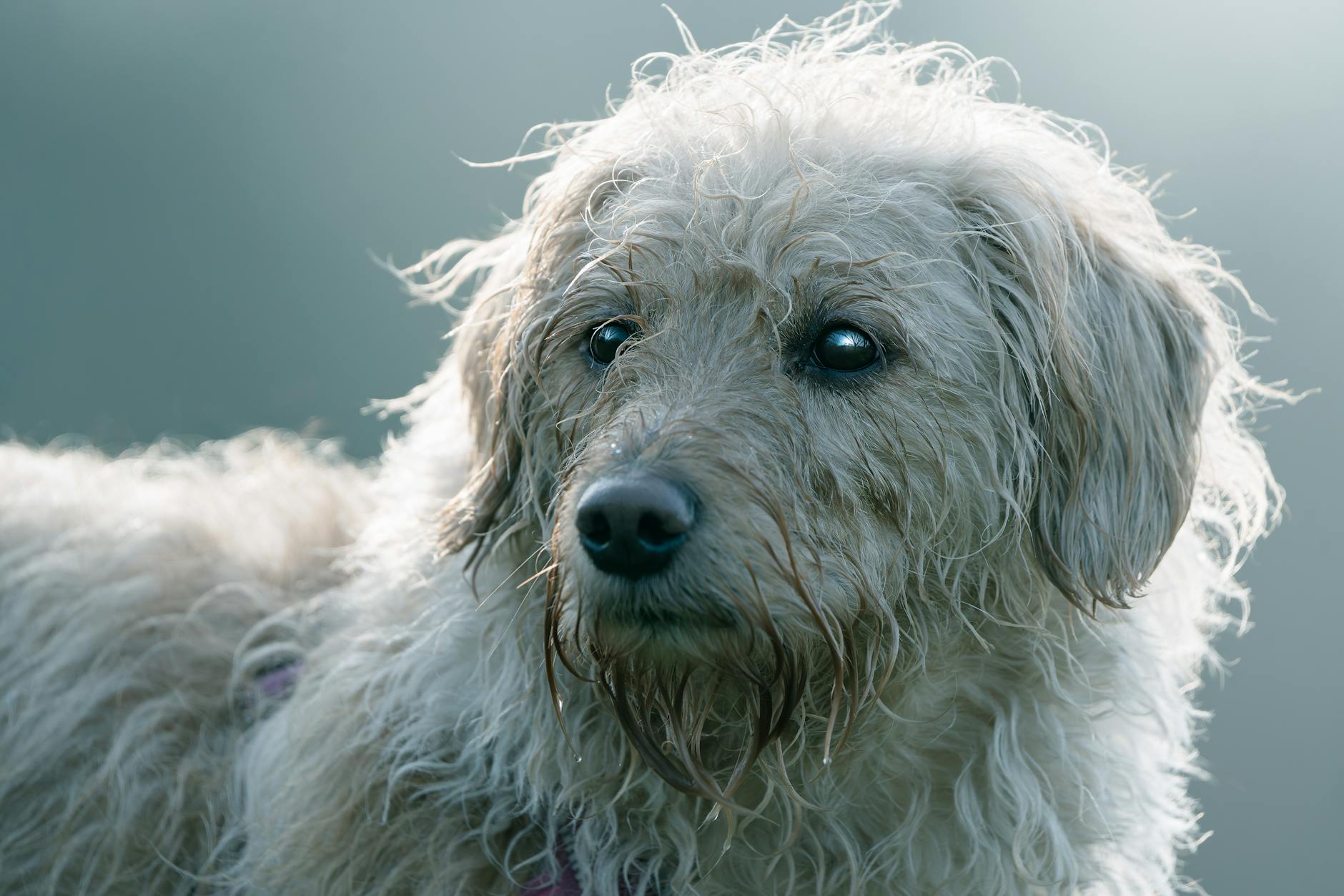 Köpekte Mide Dönmesi (GDV): Belirti ve Acil Müdahale